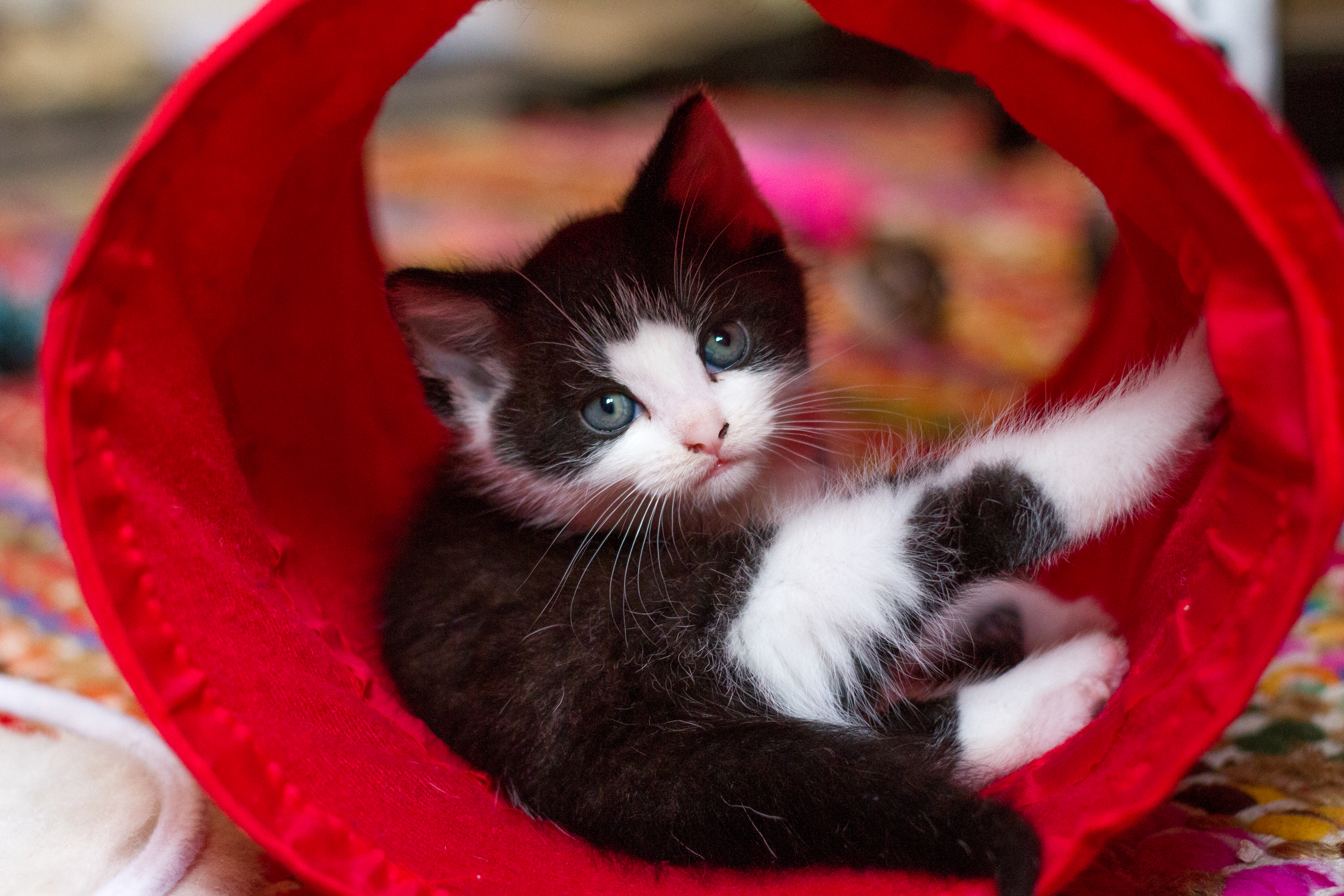 Kitten in a red tunnel