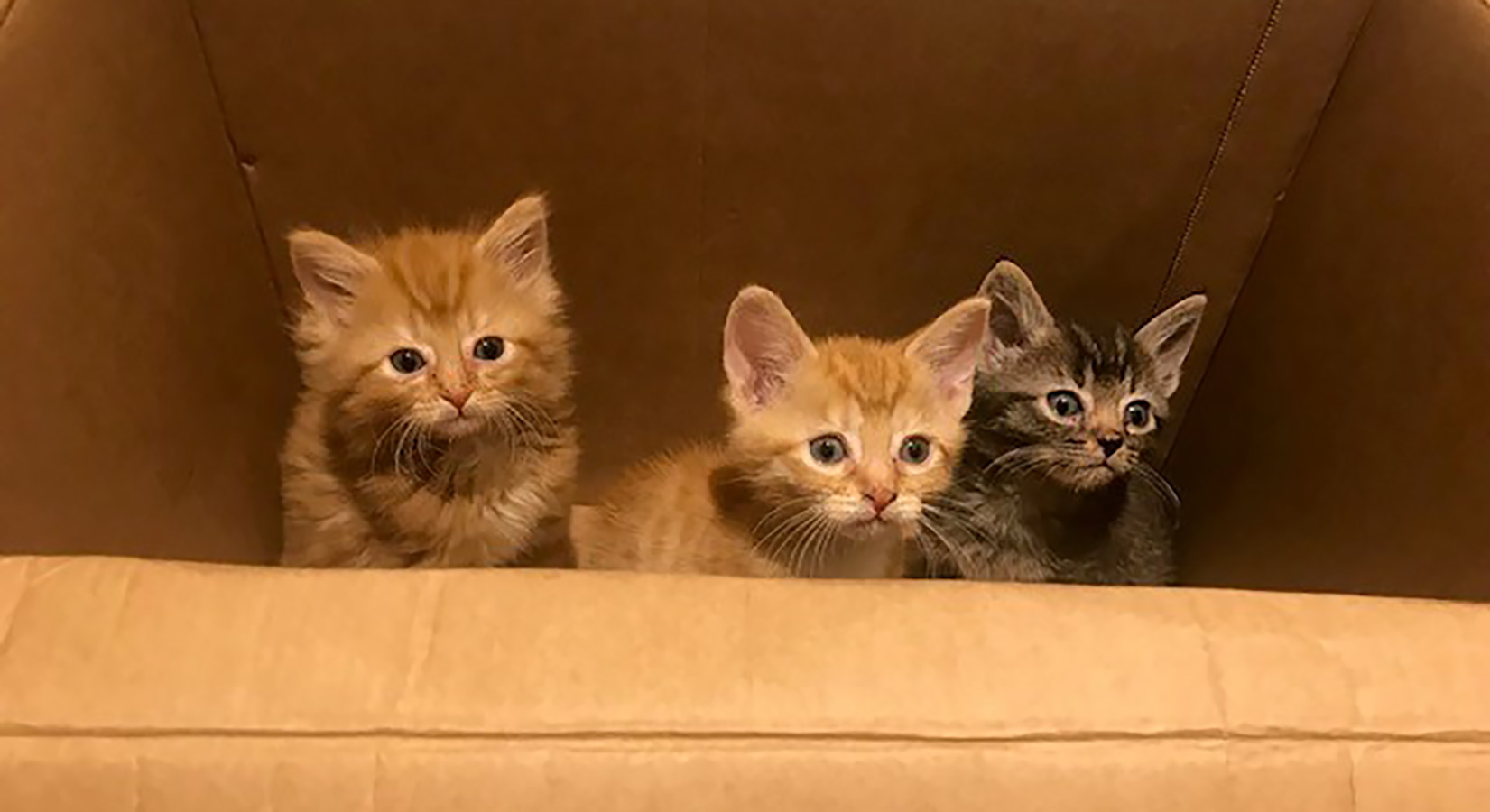 The kittens in the box they were abandoned in