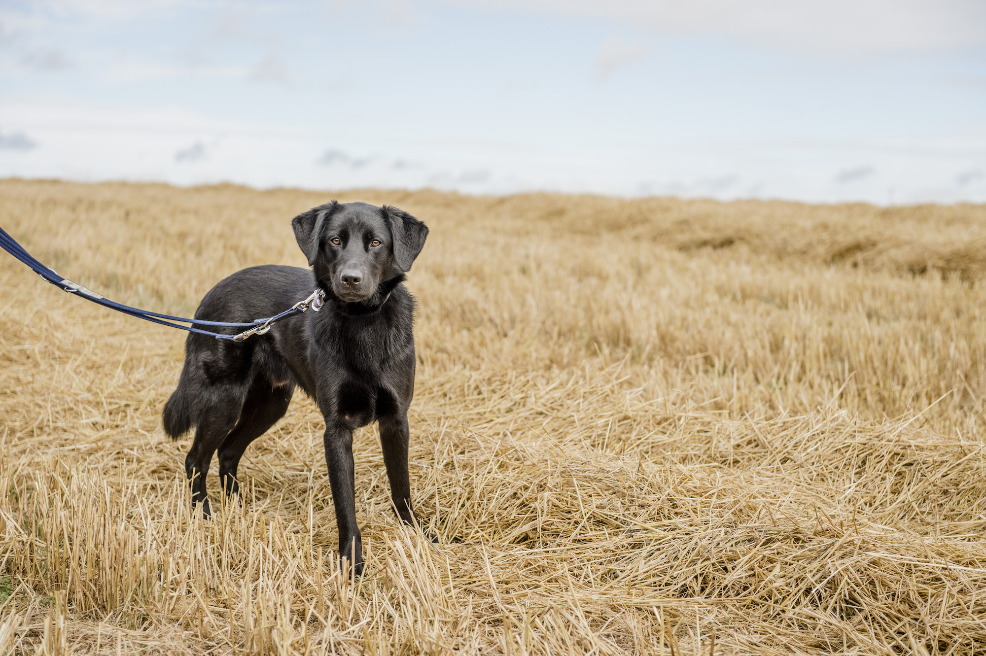 labrador