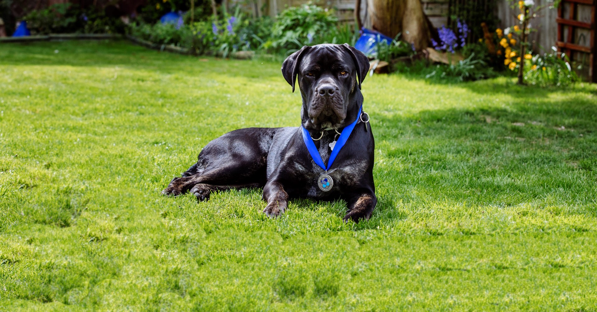 Lemmy sitting in the garden wearing his medal.