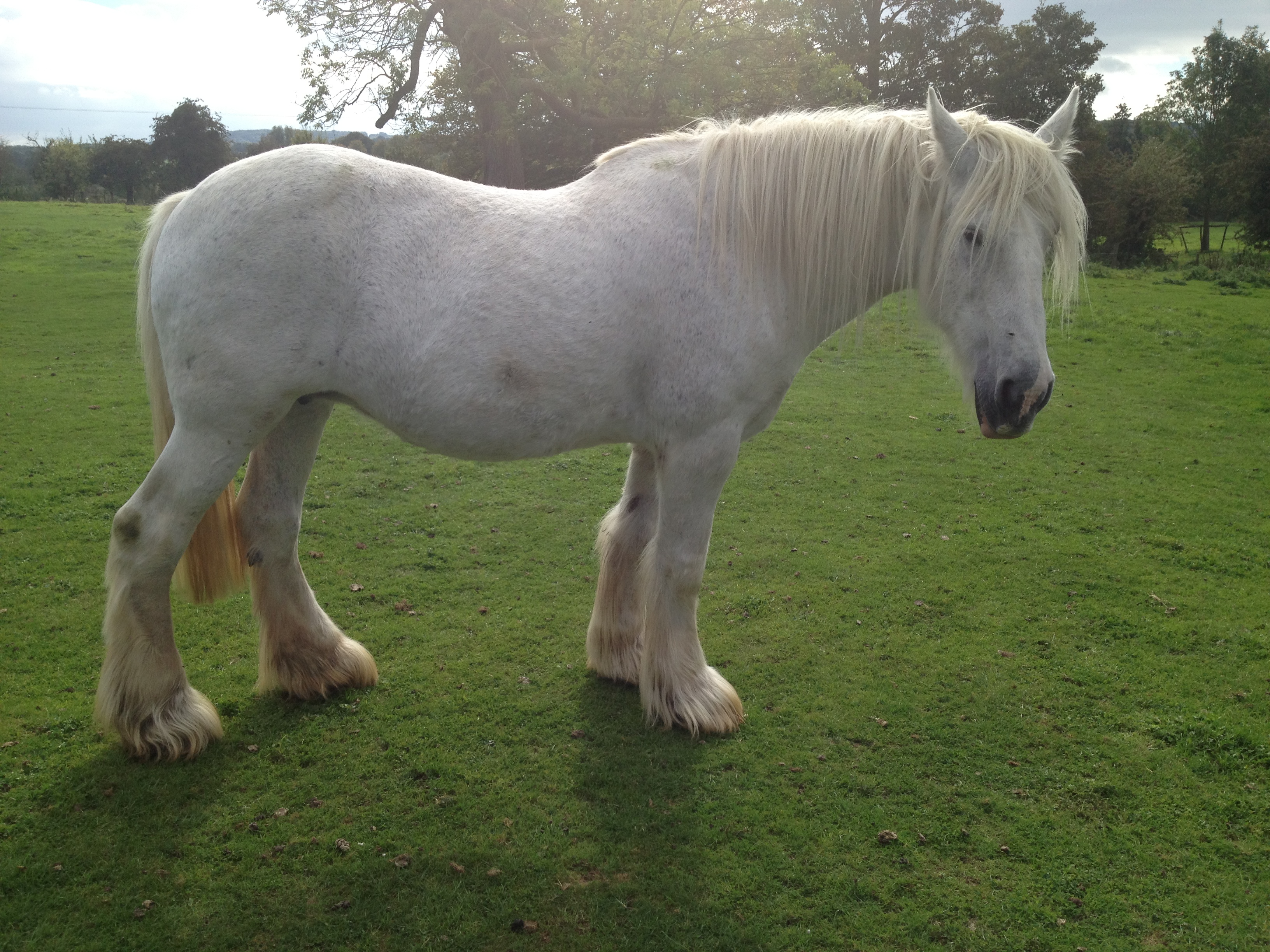 Blue Cross horse Lucy