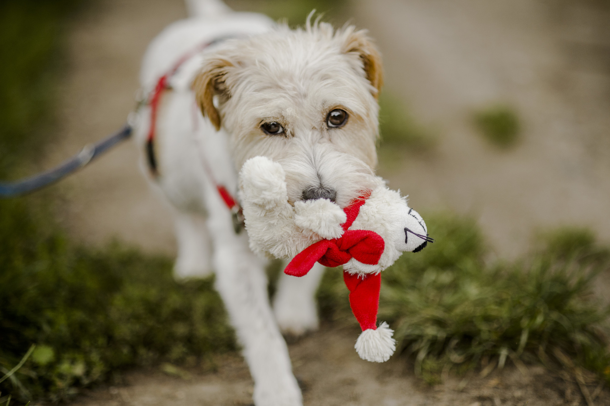 Flora with her teddy on a walk