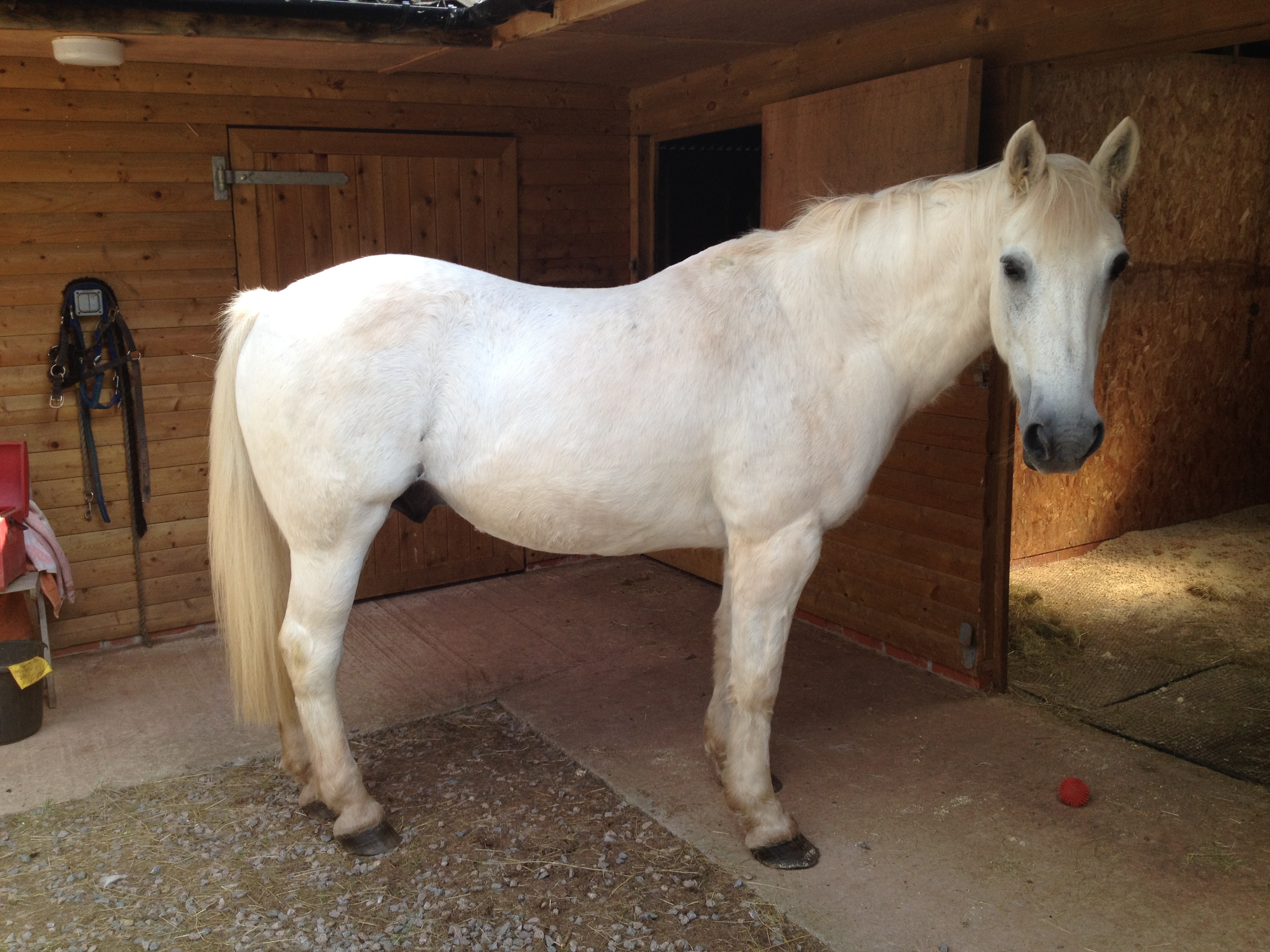 Blue Cross horse Norman