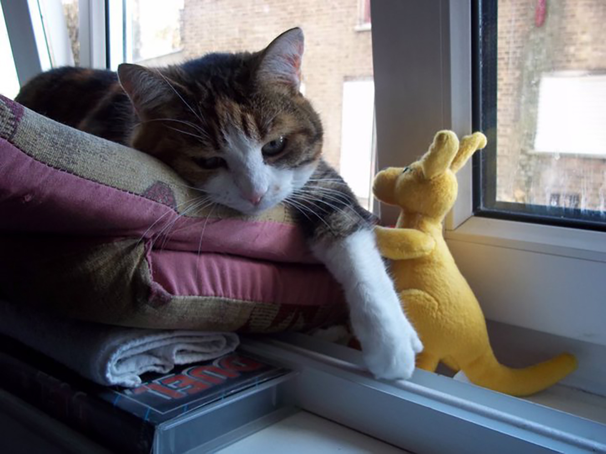 Nuala lies on the windowsill with pillows and cushions for comfort