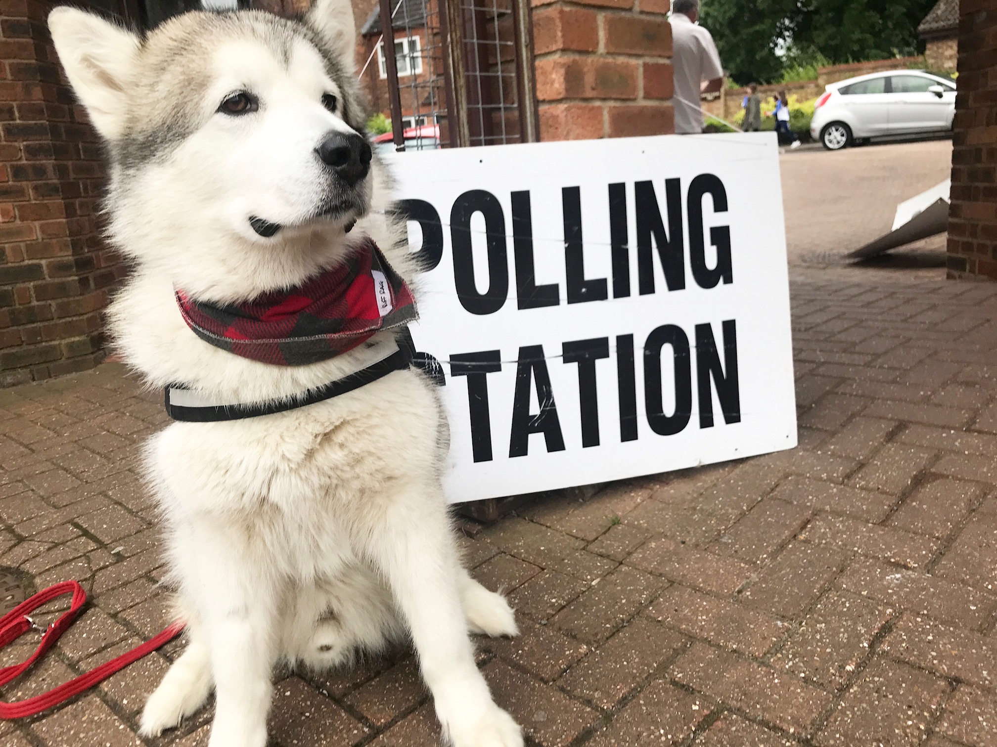 An Alaskan malamute sits by a polling station sign