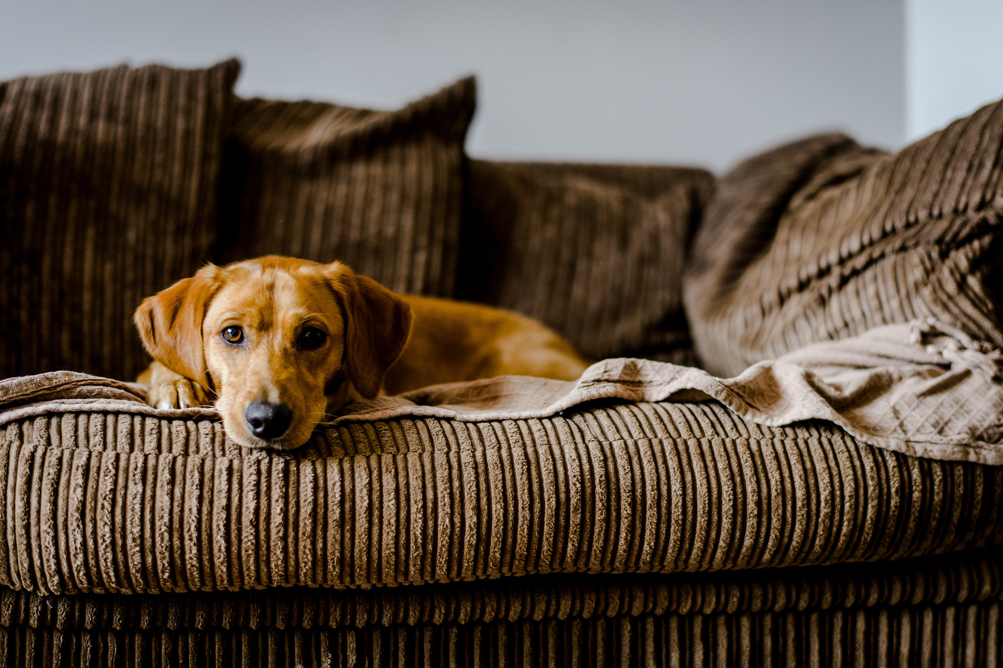 Dog Poppy lying on a sofa