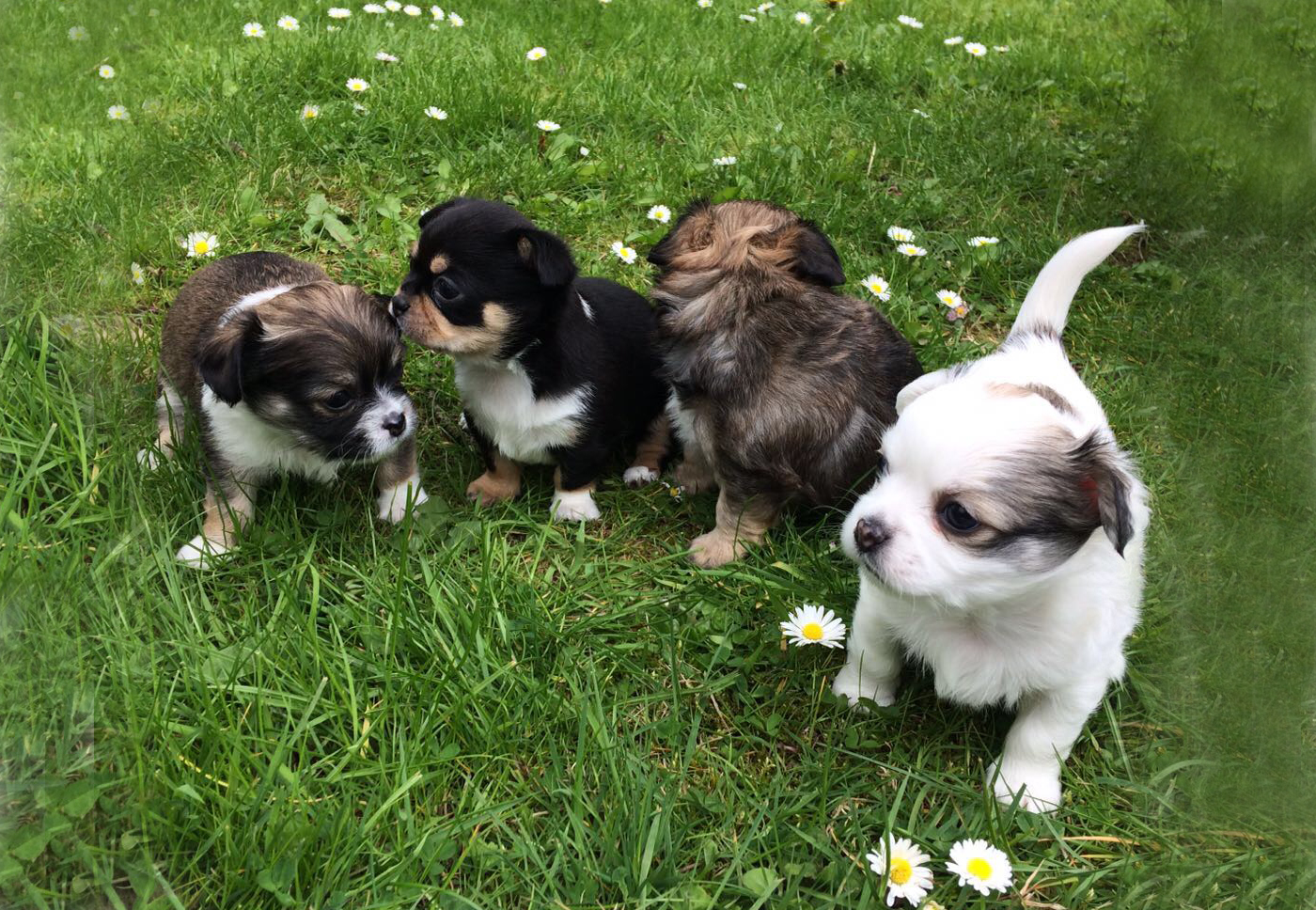 Pregnant Stray Dog Gives Birth At Blue Cross Blue Cross