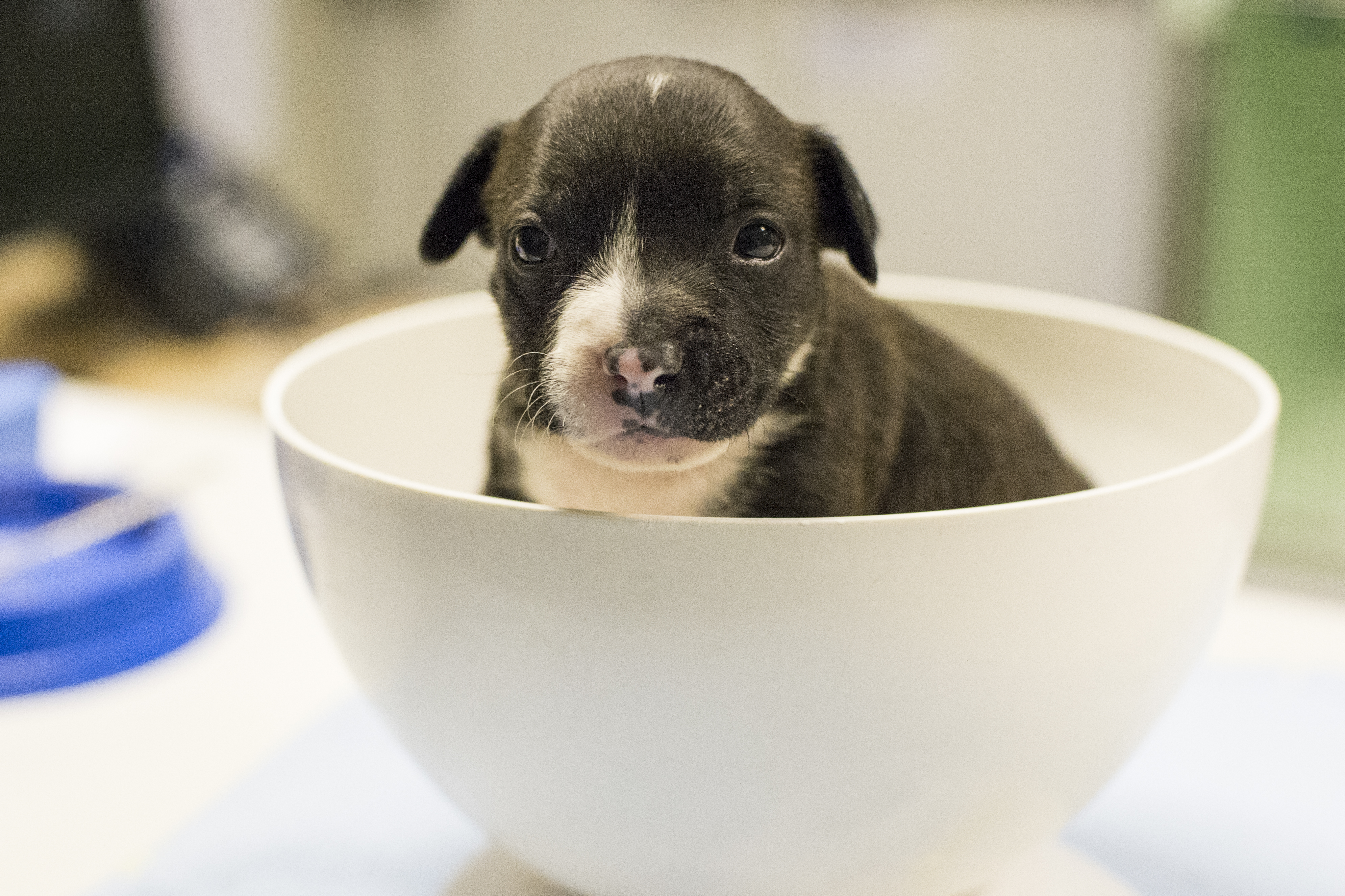 Puppy Annie in a bowl at Victoria hospital