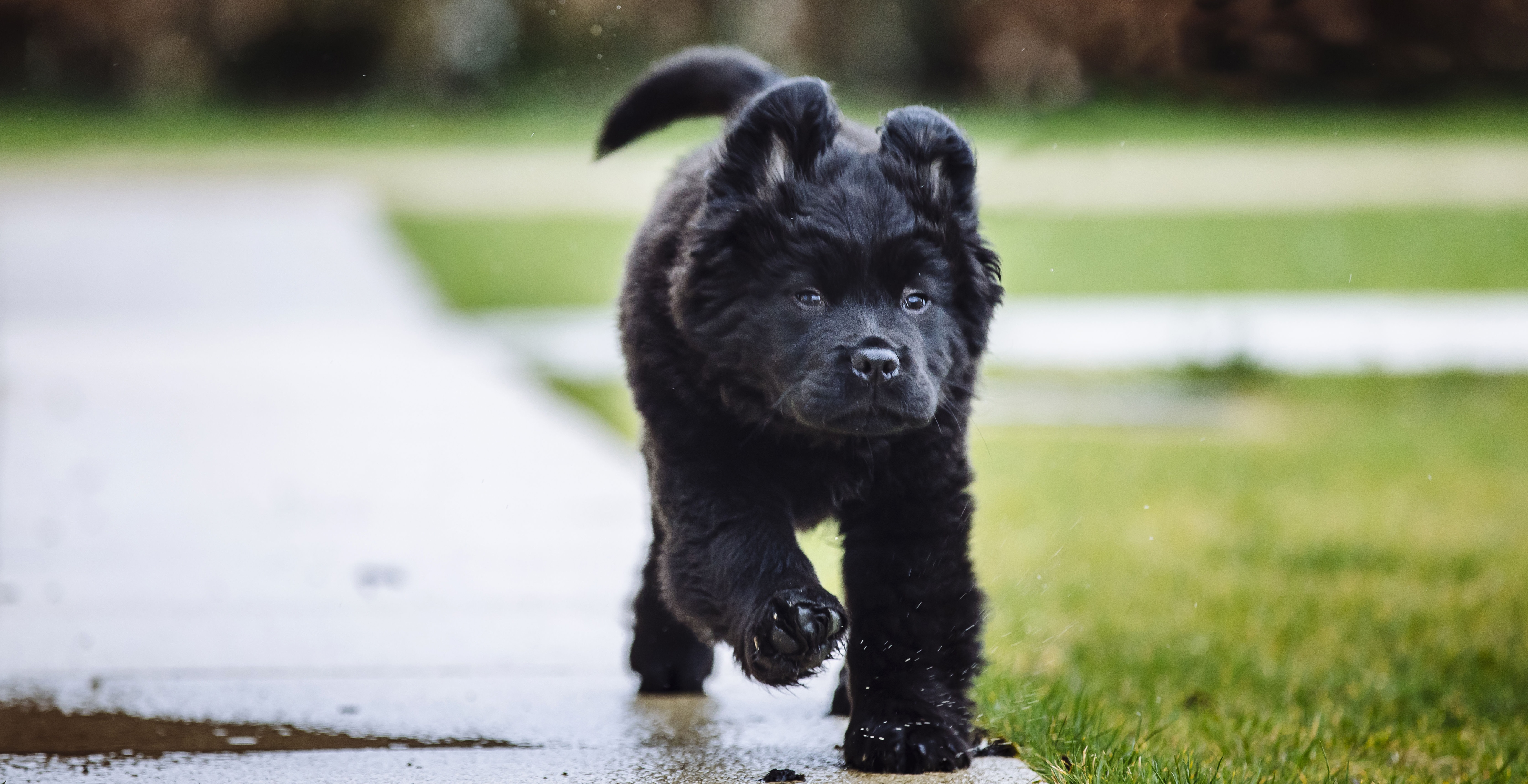 Puppy running 2