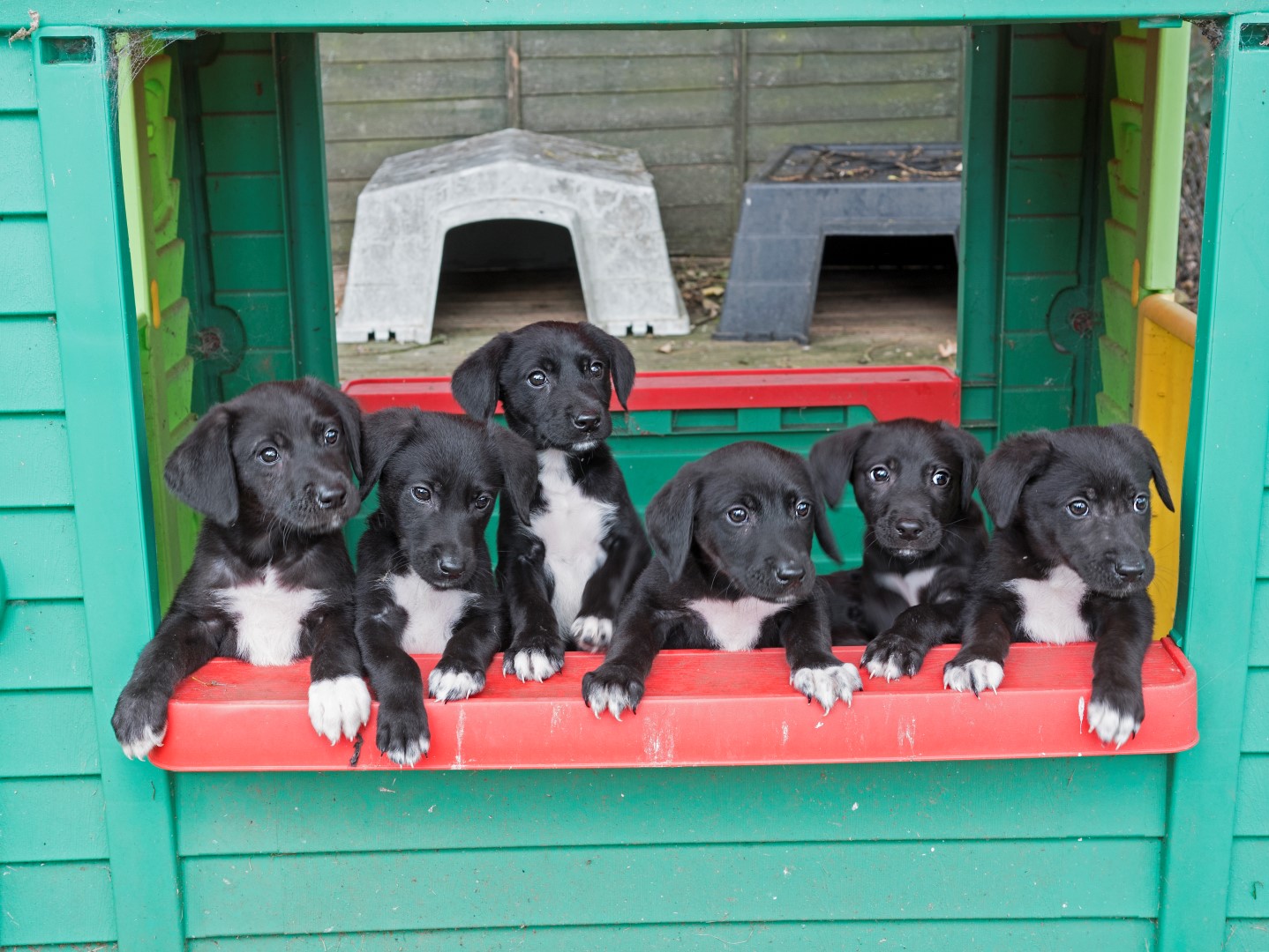 The puppies lined up in a playhouse in the Bromsgrove centre's puppy play area