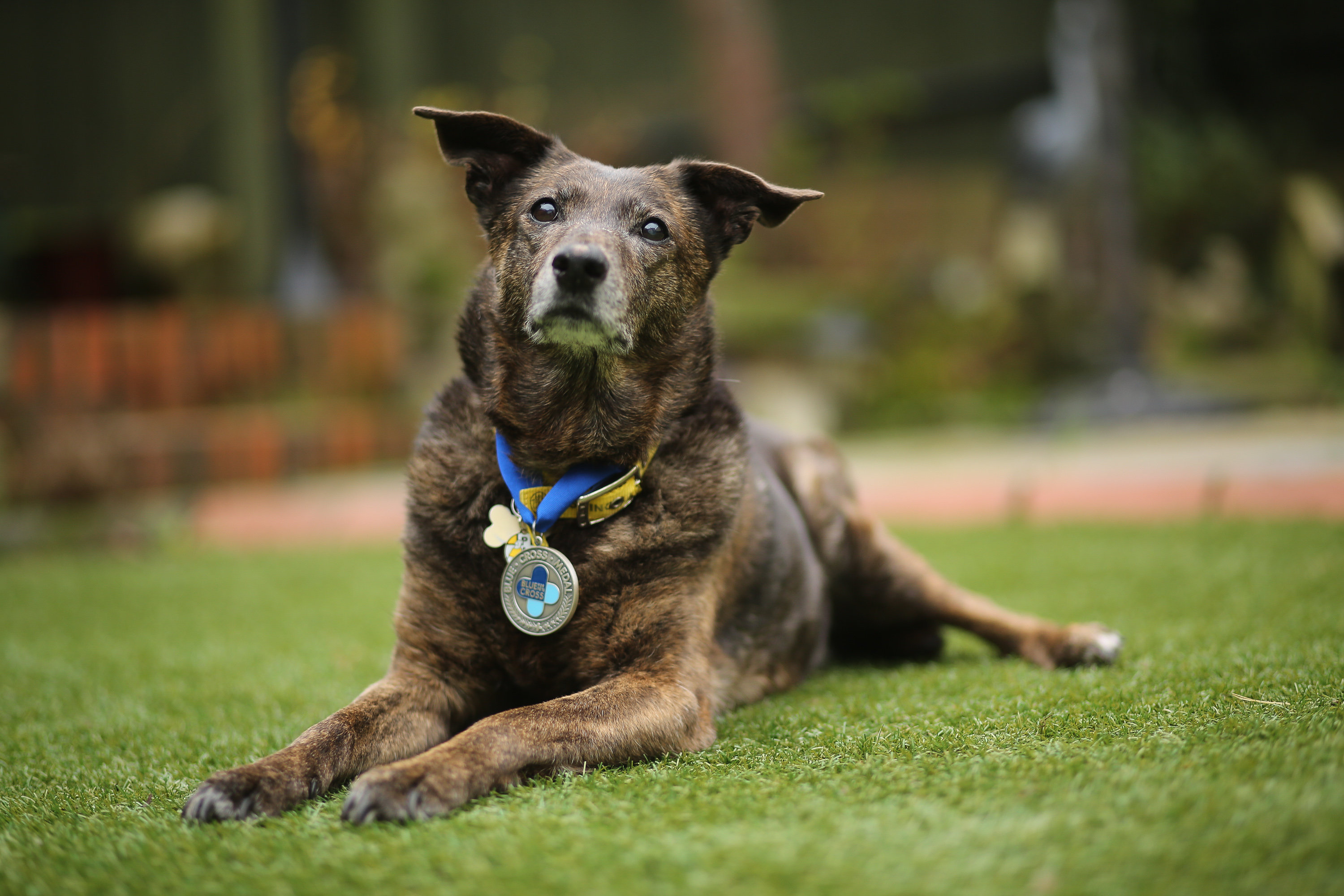 Brindle Staffie-whippet cross Bonnie proudly wears her Blue Cross medal