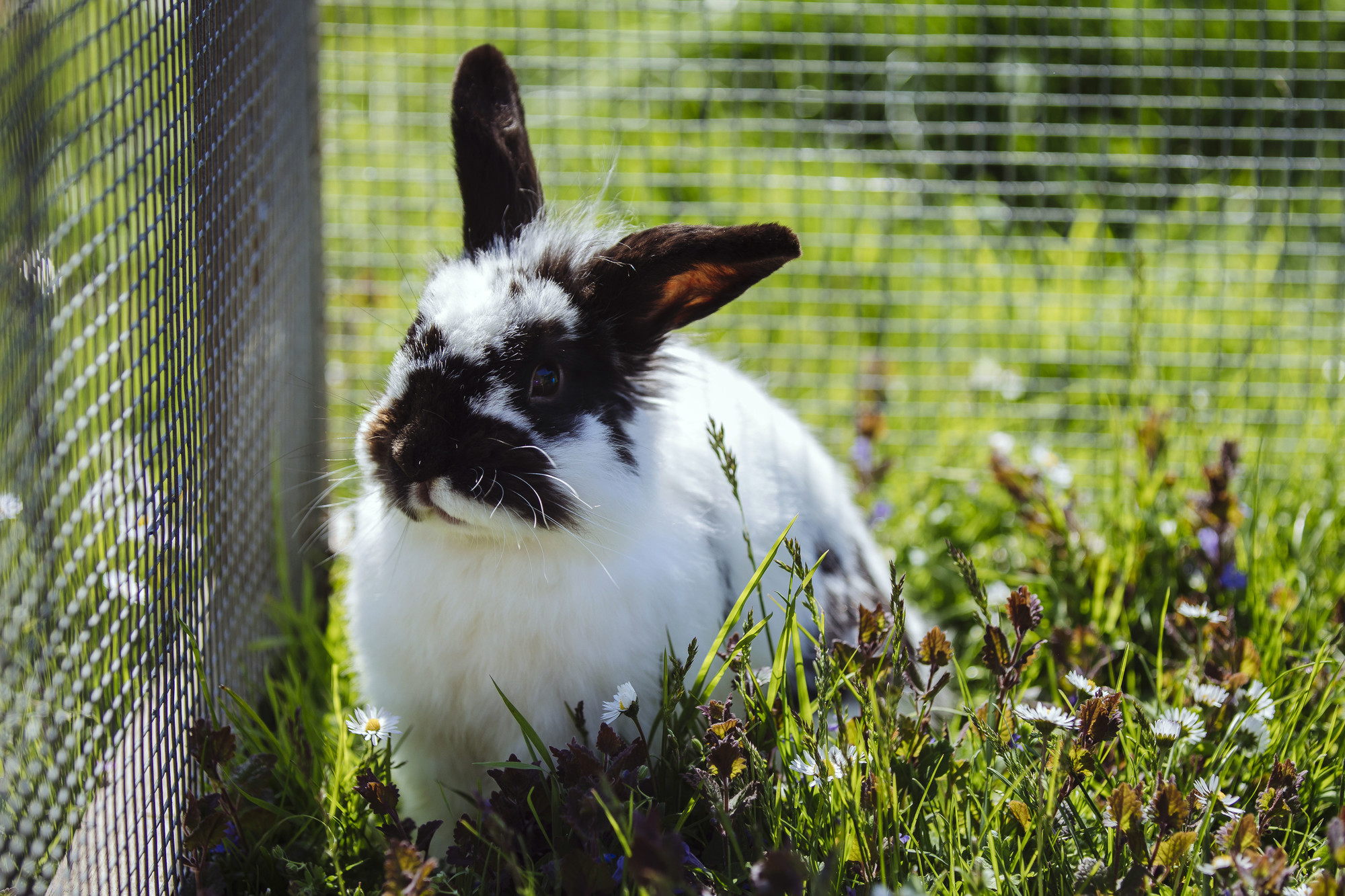 Rabbit in the grass