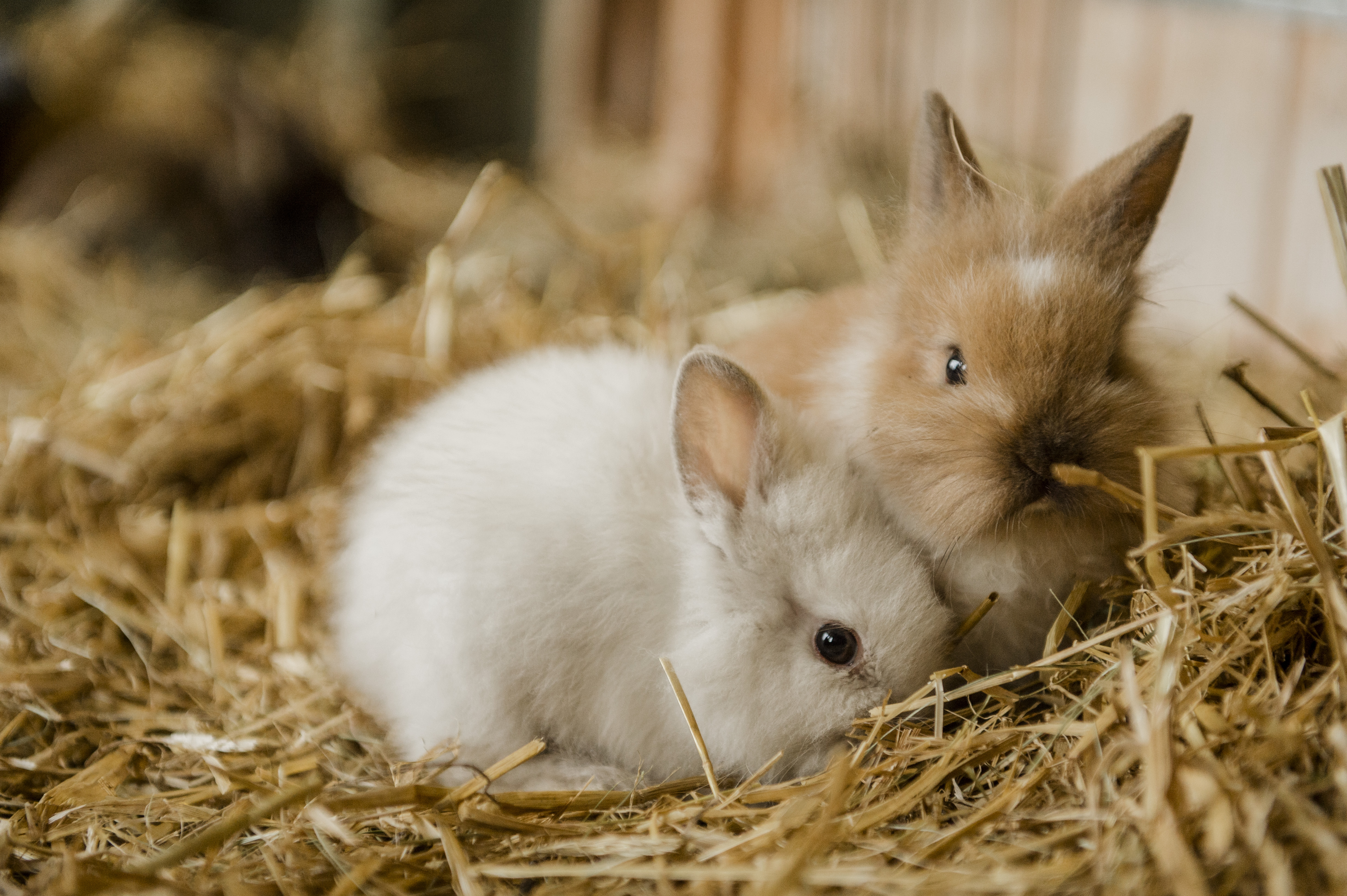 A white baby rabbit snuggles up to a baby brown rabbit on a bed of soft hay