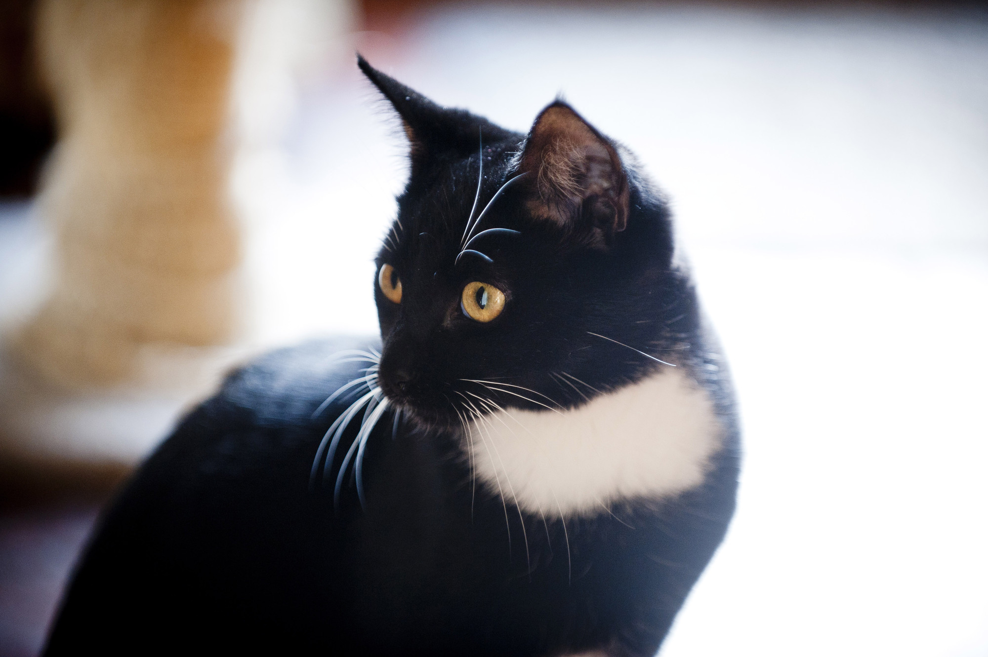 Sad cat
