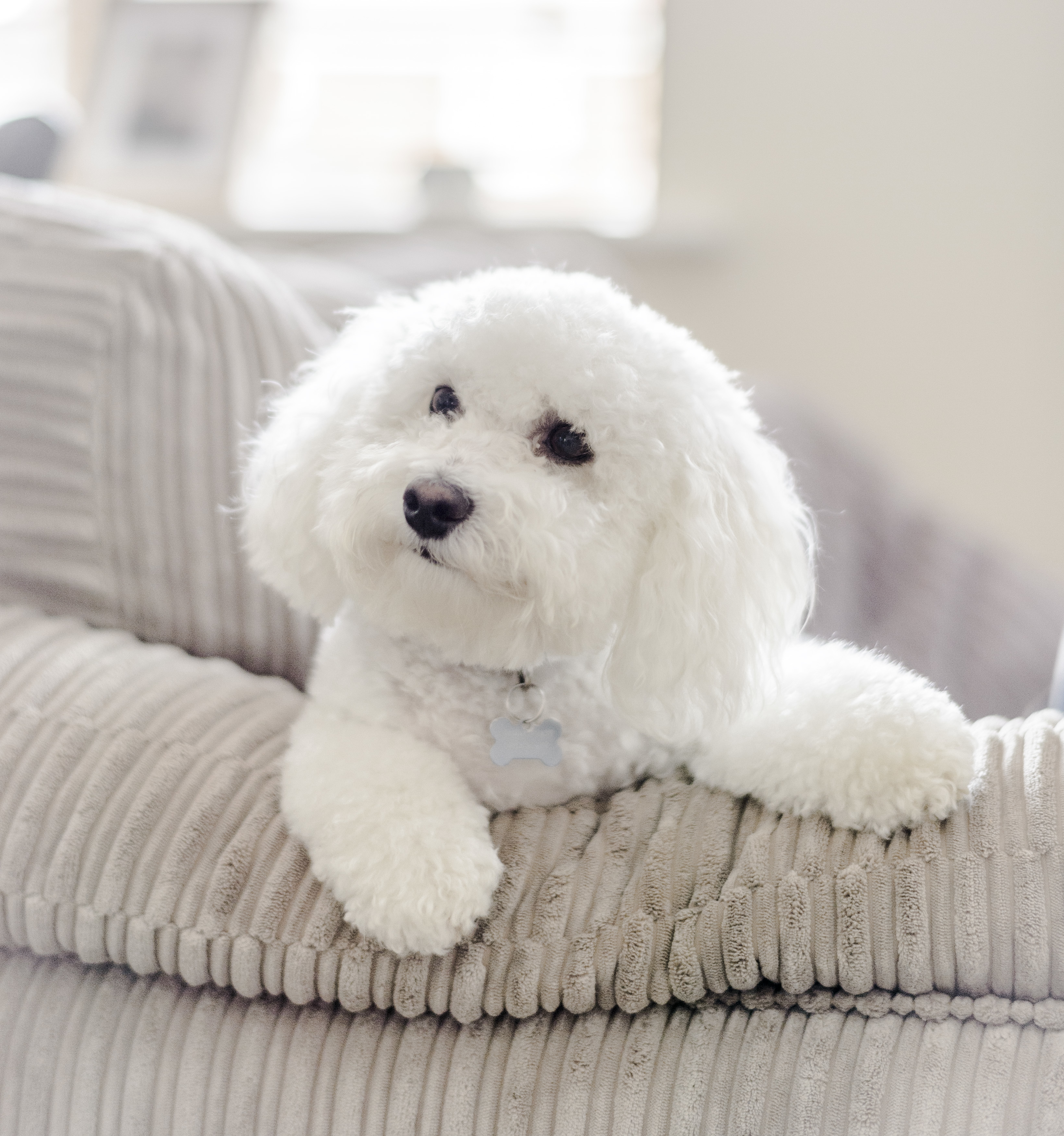 Scampi on the sofa