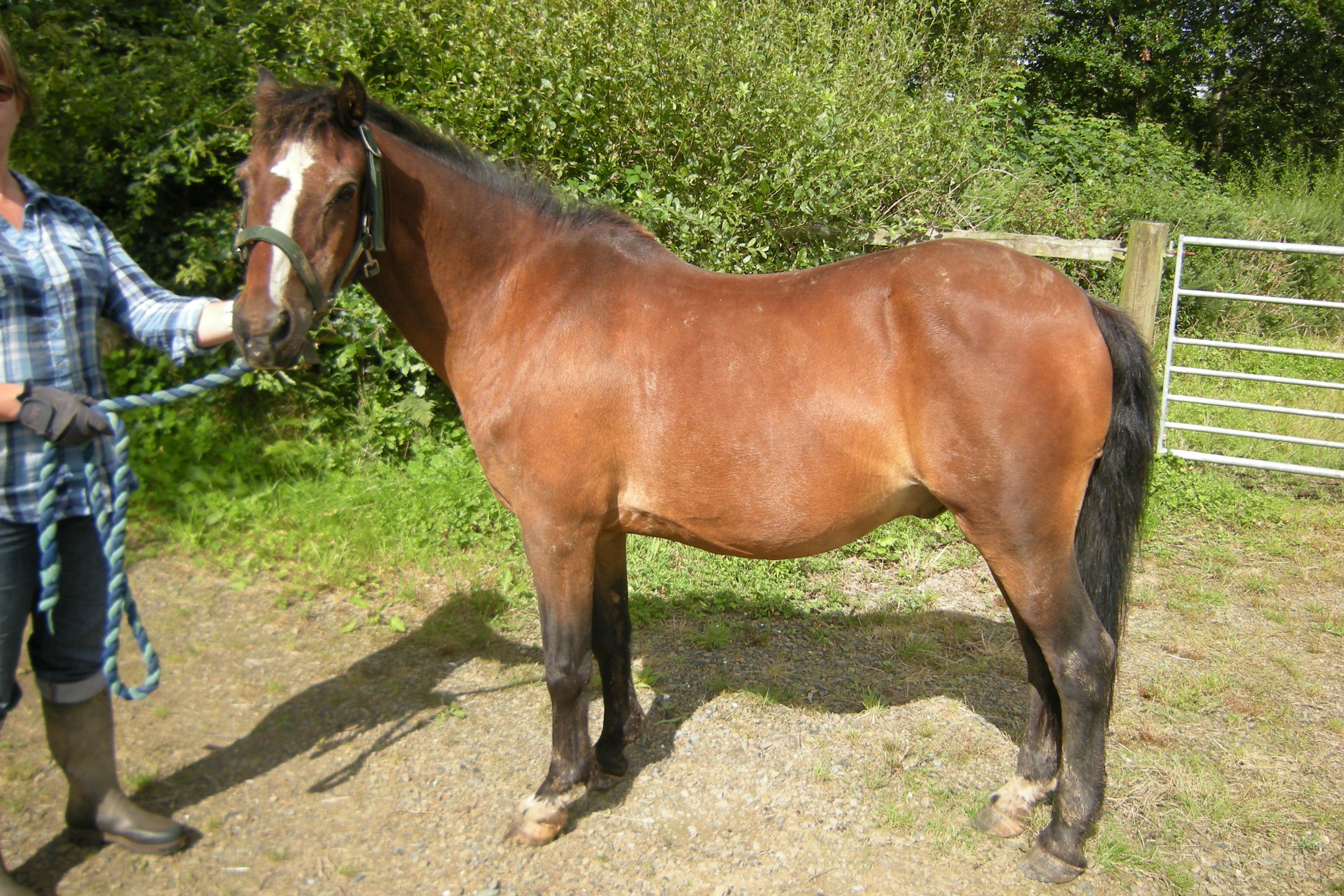 Blue Cross horse Scruffles