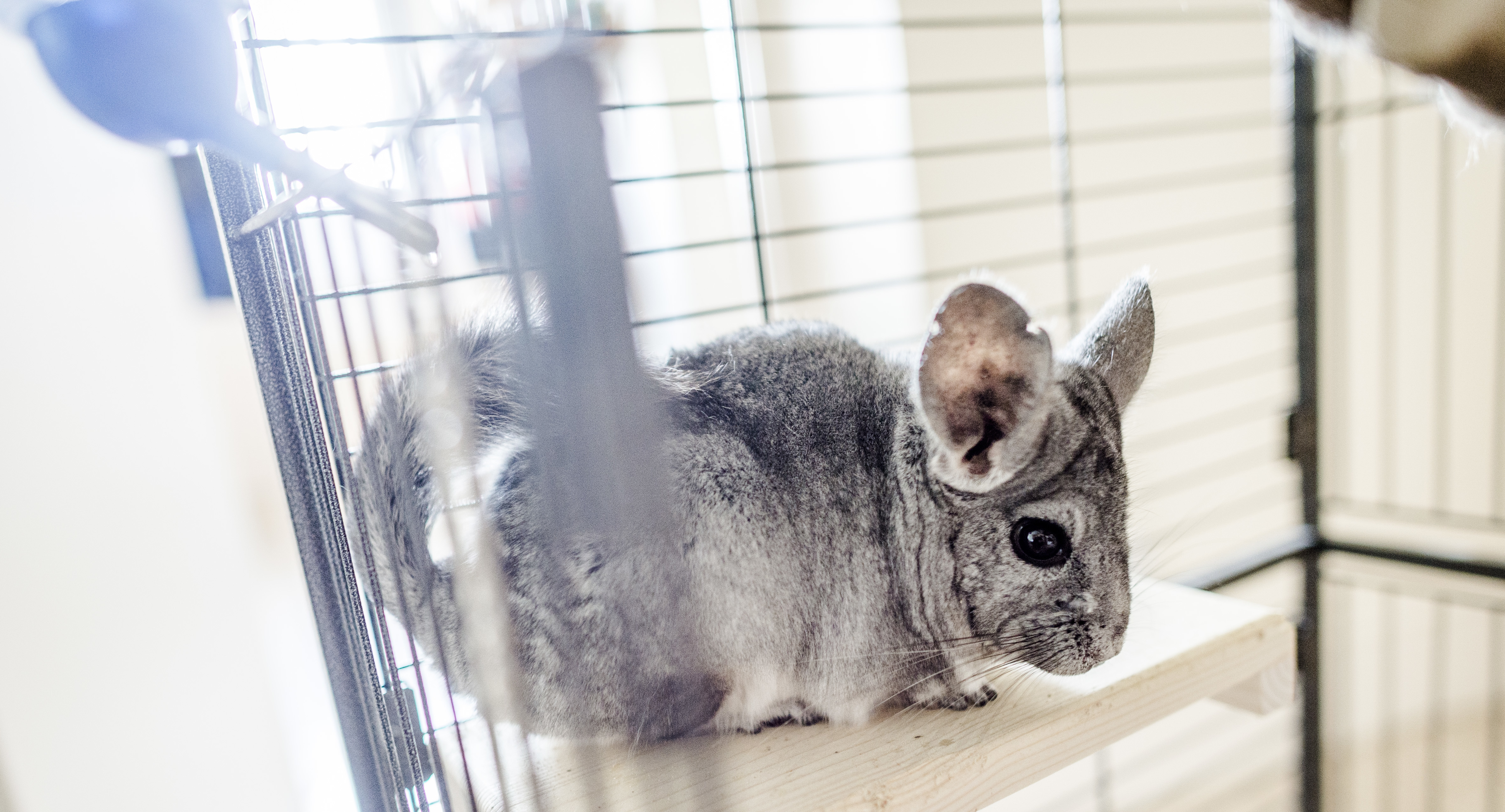 Chinchilla Sheila enjoys exploring her cage in her new home