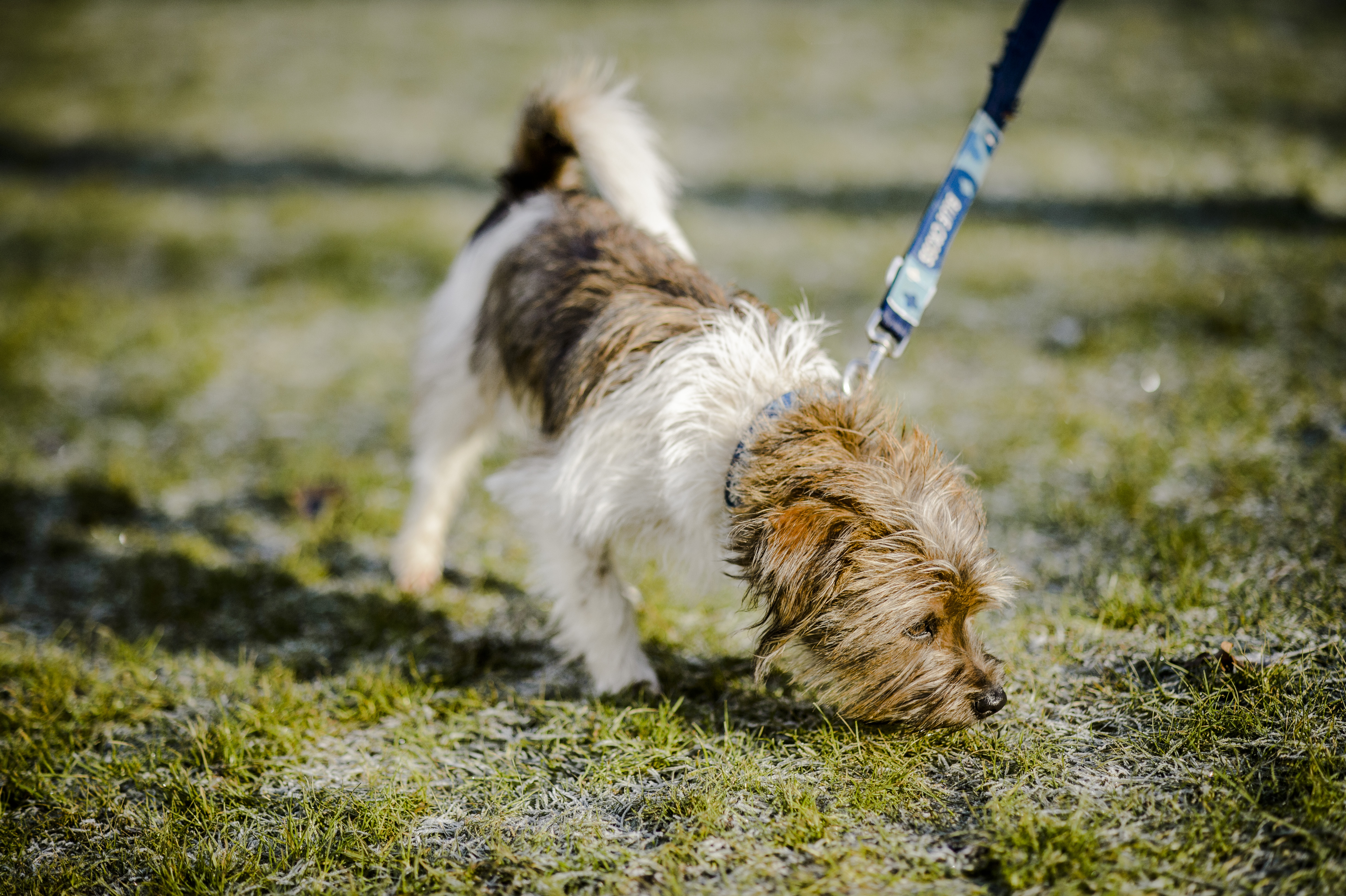 dog eating horse poop