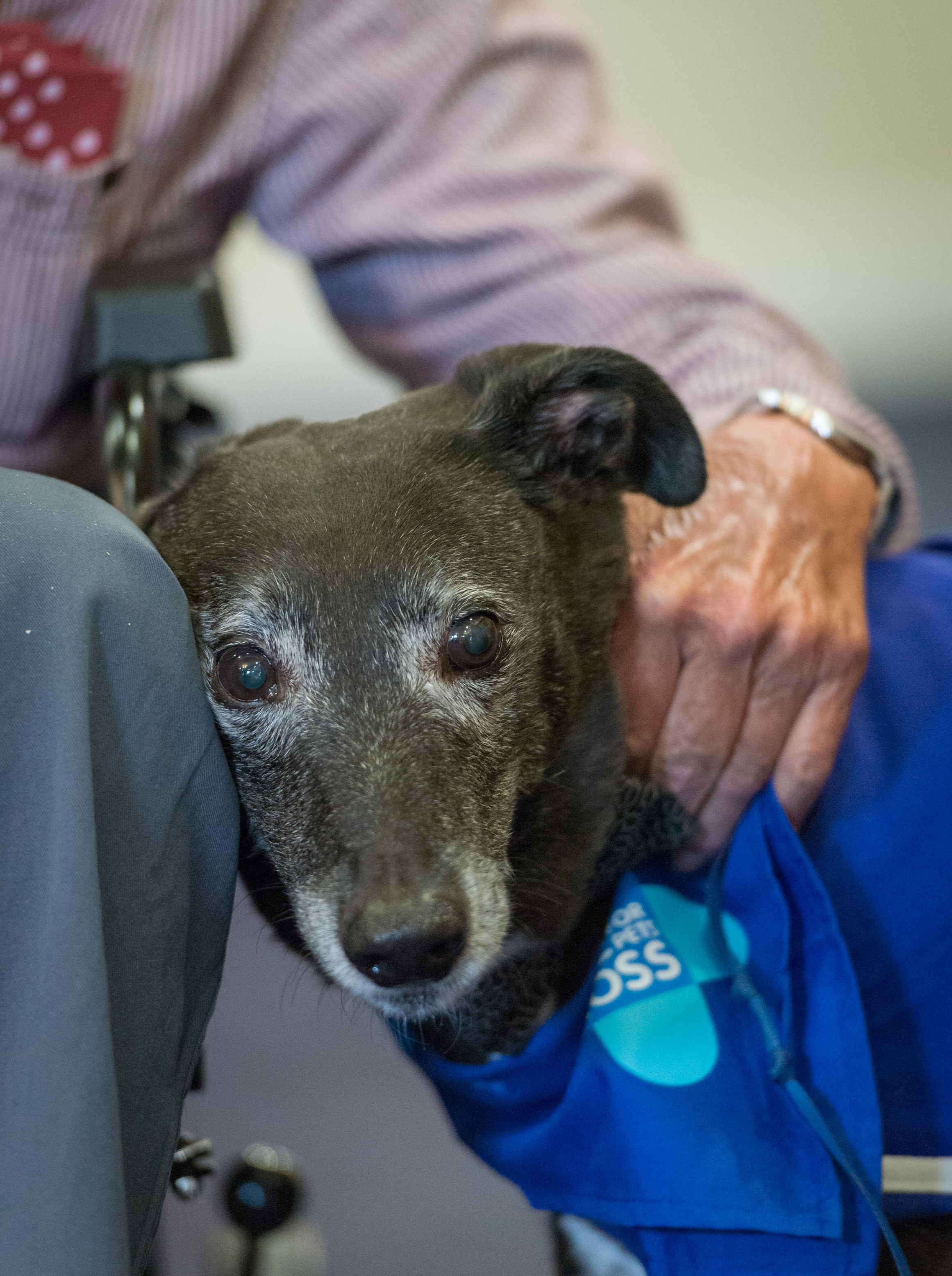 Spike brings so much joy to the residents of the care home he visits