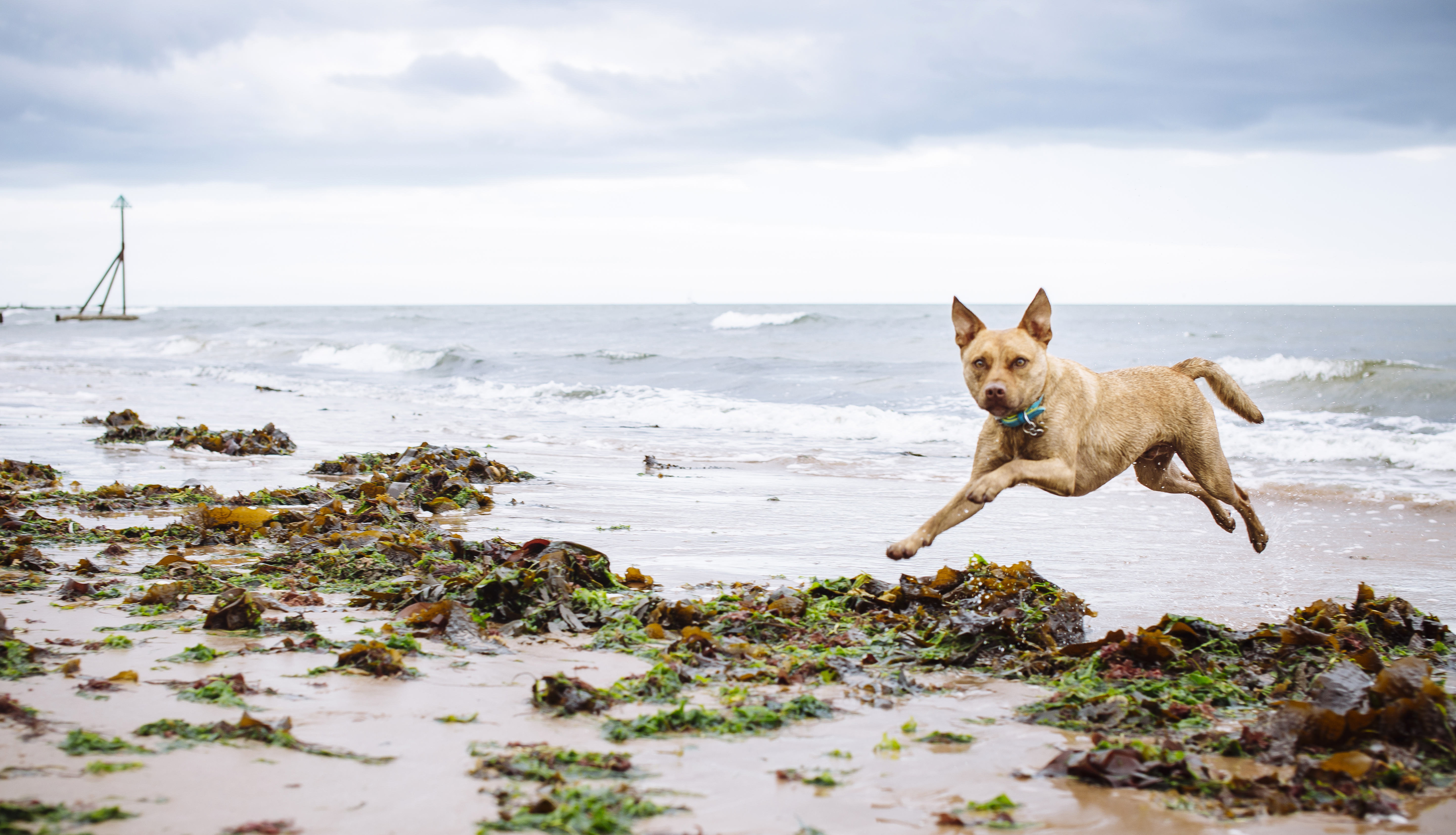 Tigger jumps for joy through the waves at the beach