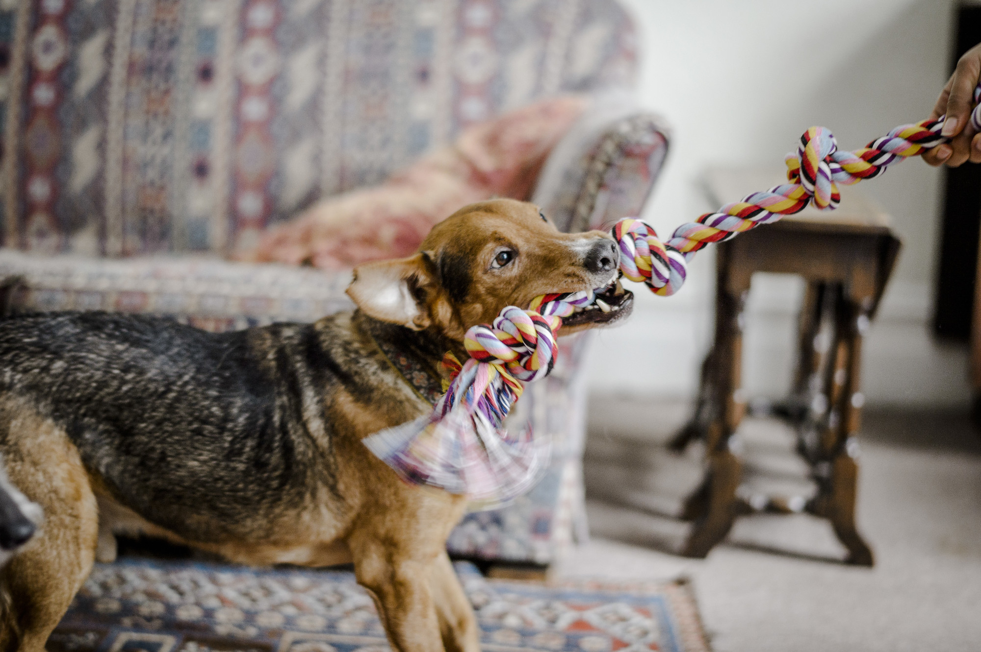 how do you entertain a puppy indoors