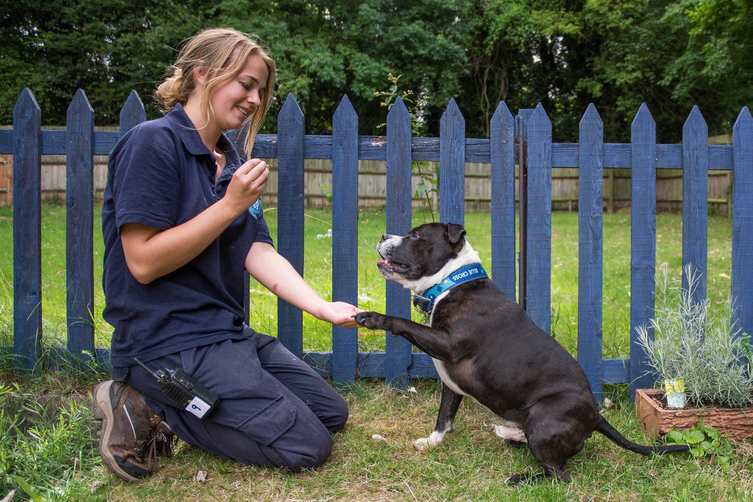 dog myths - dog training