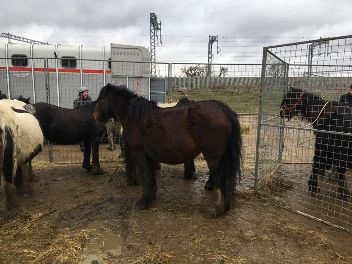 Horses in the pen