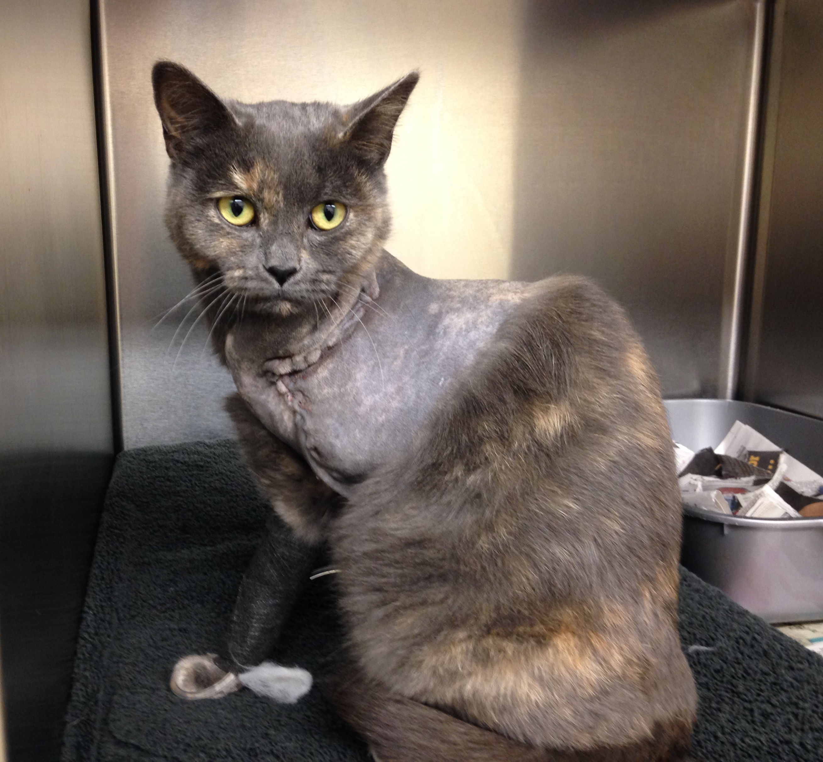 Pretty cat Angel sits up in her hospital kennel