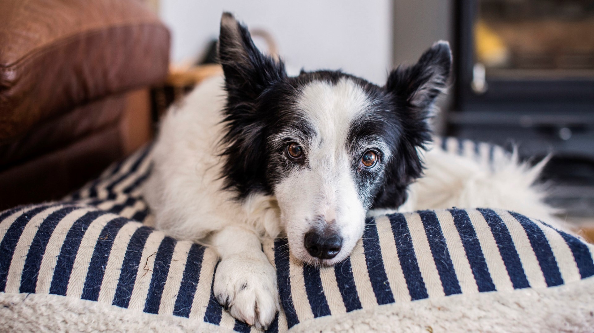 Elderly dog lying on its bed