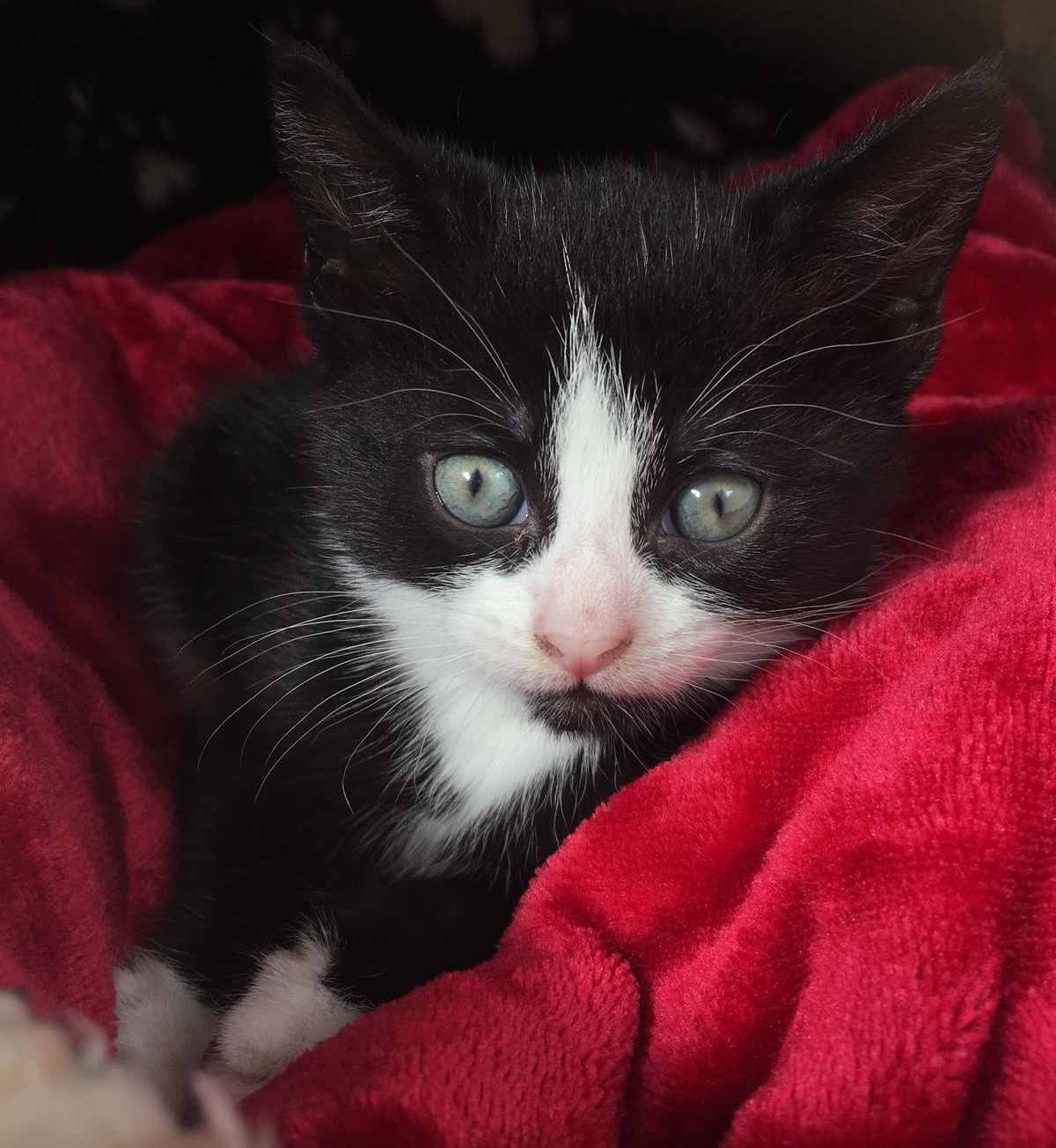 Betty sitting on a red blanket looking at camera