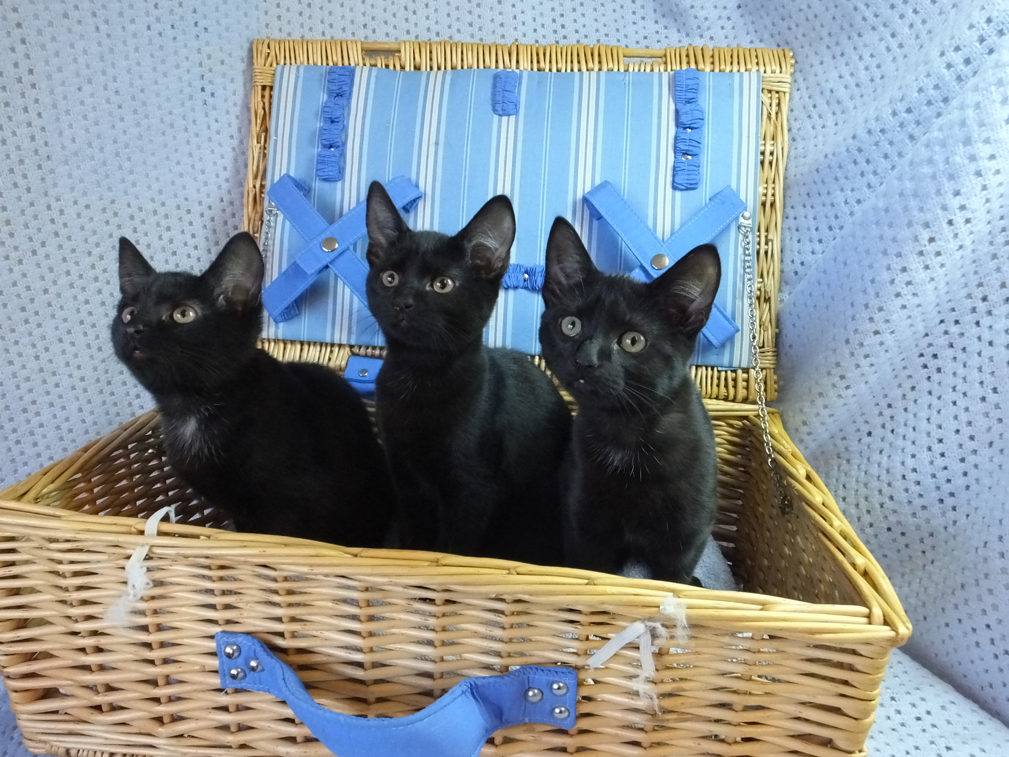 Top black cat names | Blue Cross