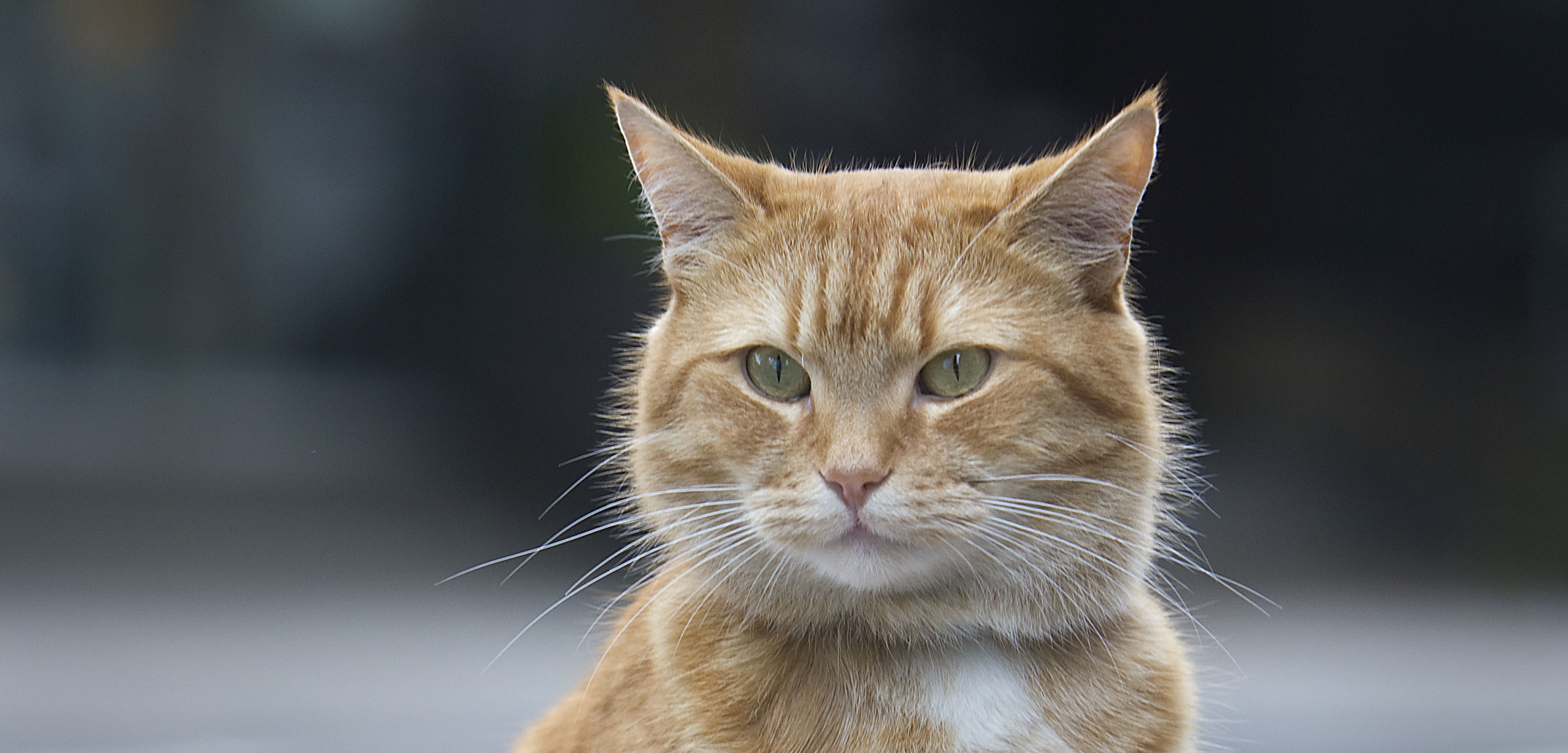 Street cat Bob no scarf