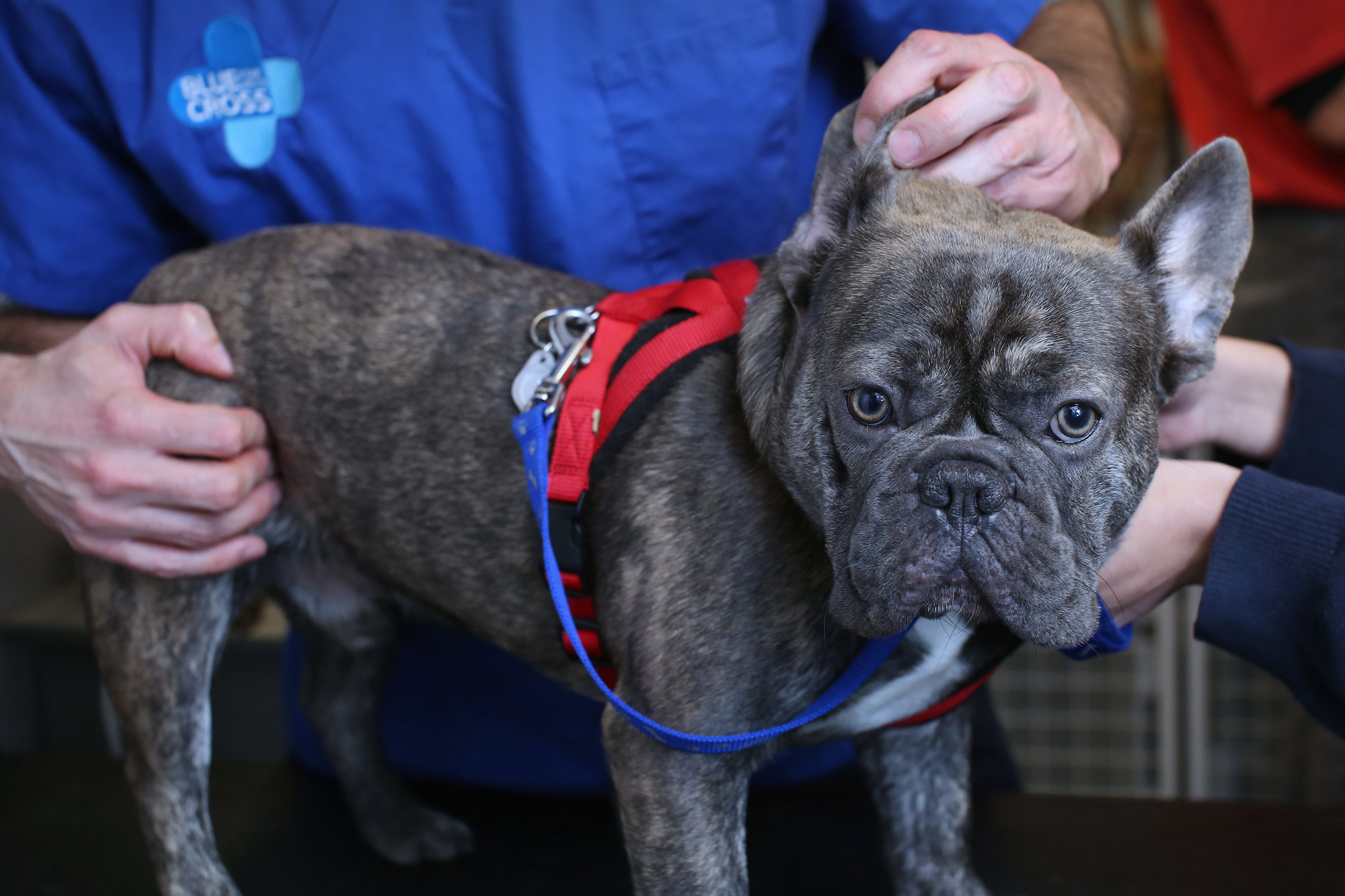 French bulldog at Blue Cross vet clinic