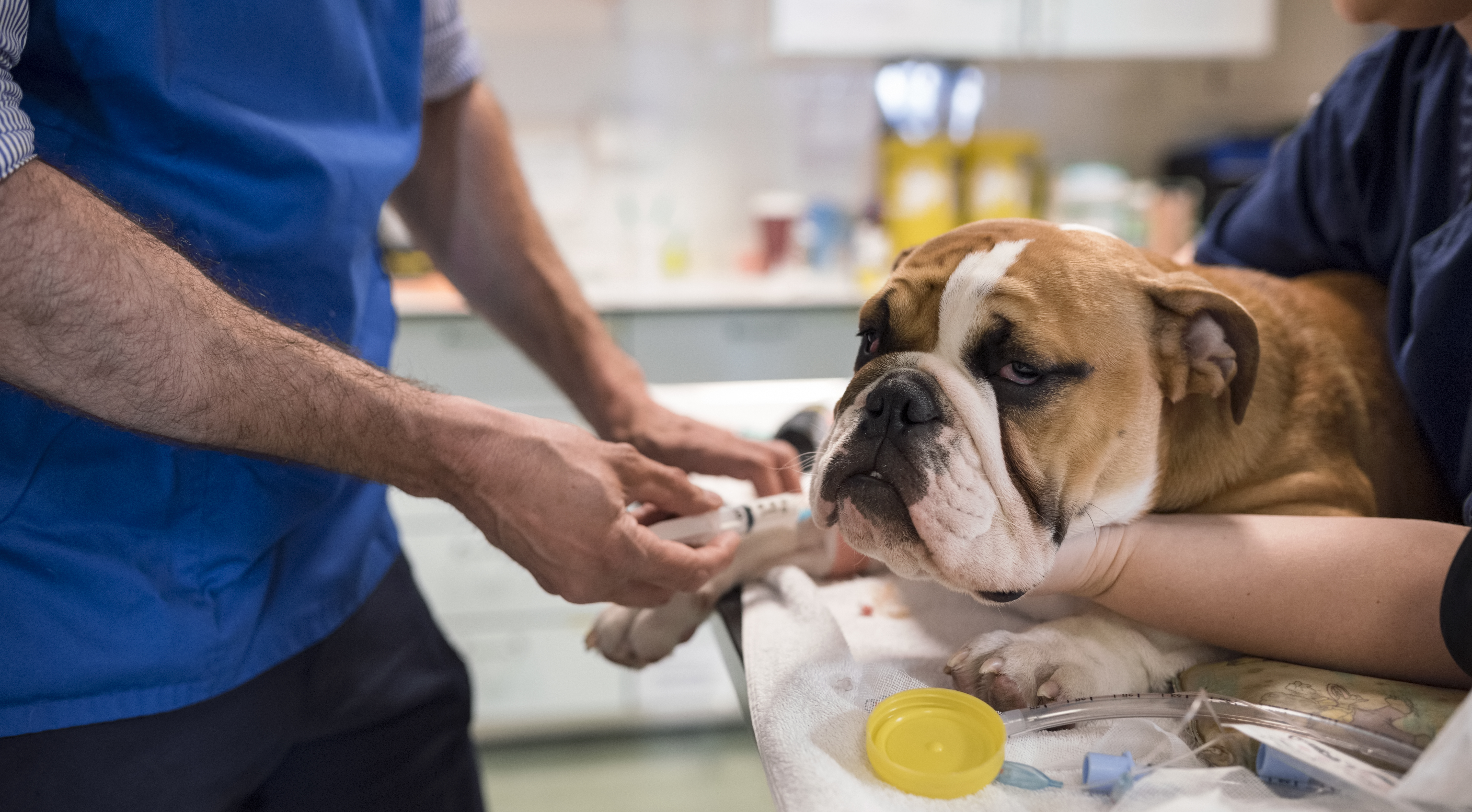 bulldog frank prepares for an operation