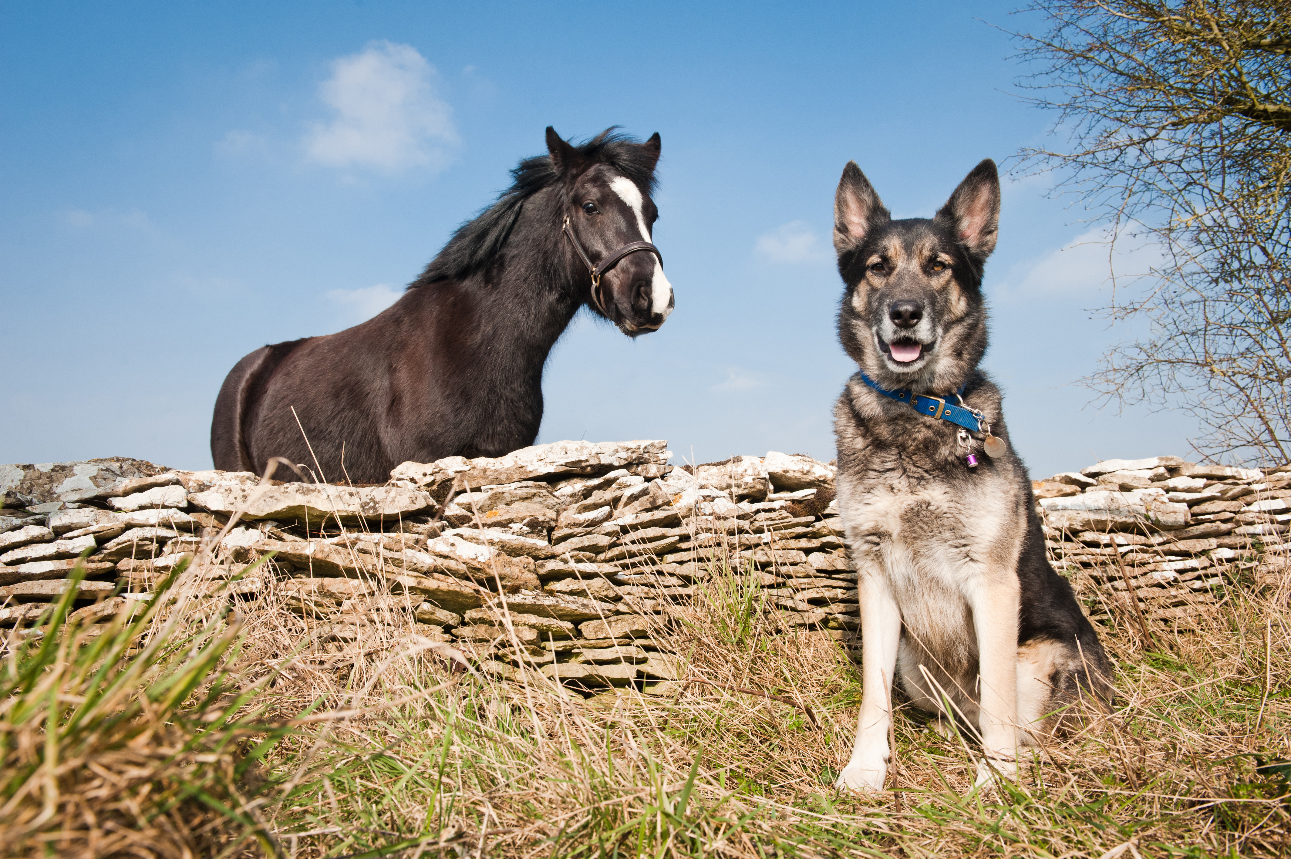 Oxfordshire: Burford rehoming centre | Blue Cross
