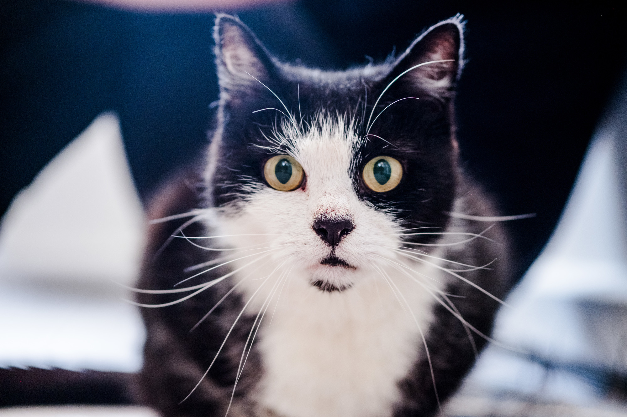 a black and white cat looks directly at the camera lens