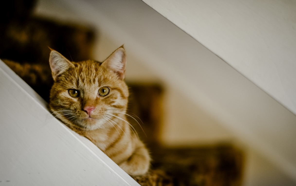 cat grief - stairs