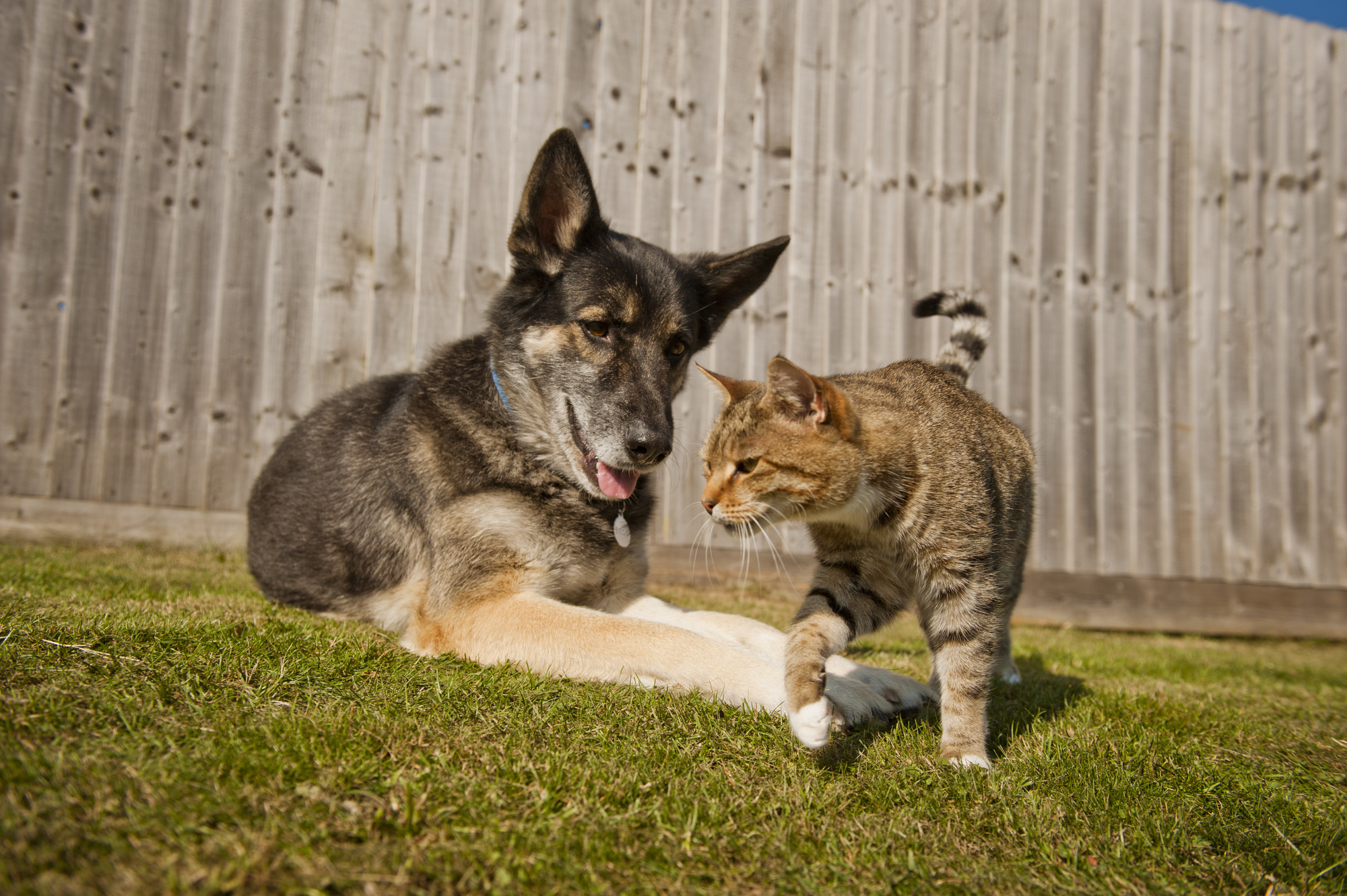 introducing dog to scared cat