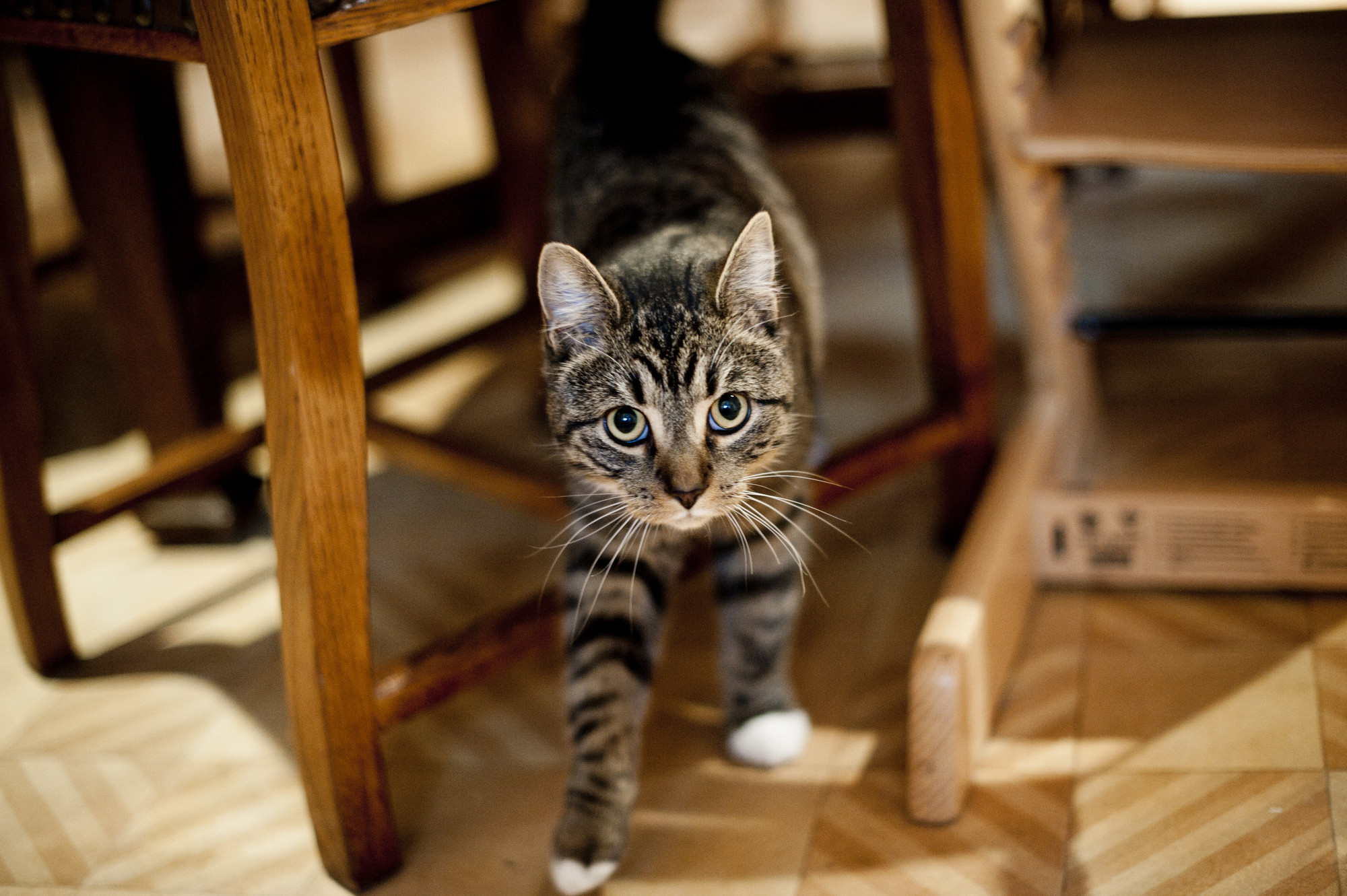 Cat spraying and soiling indoors