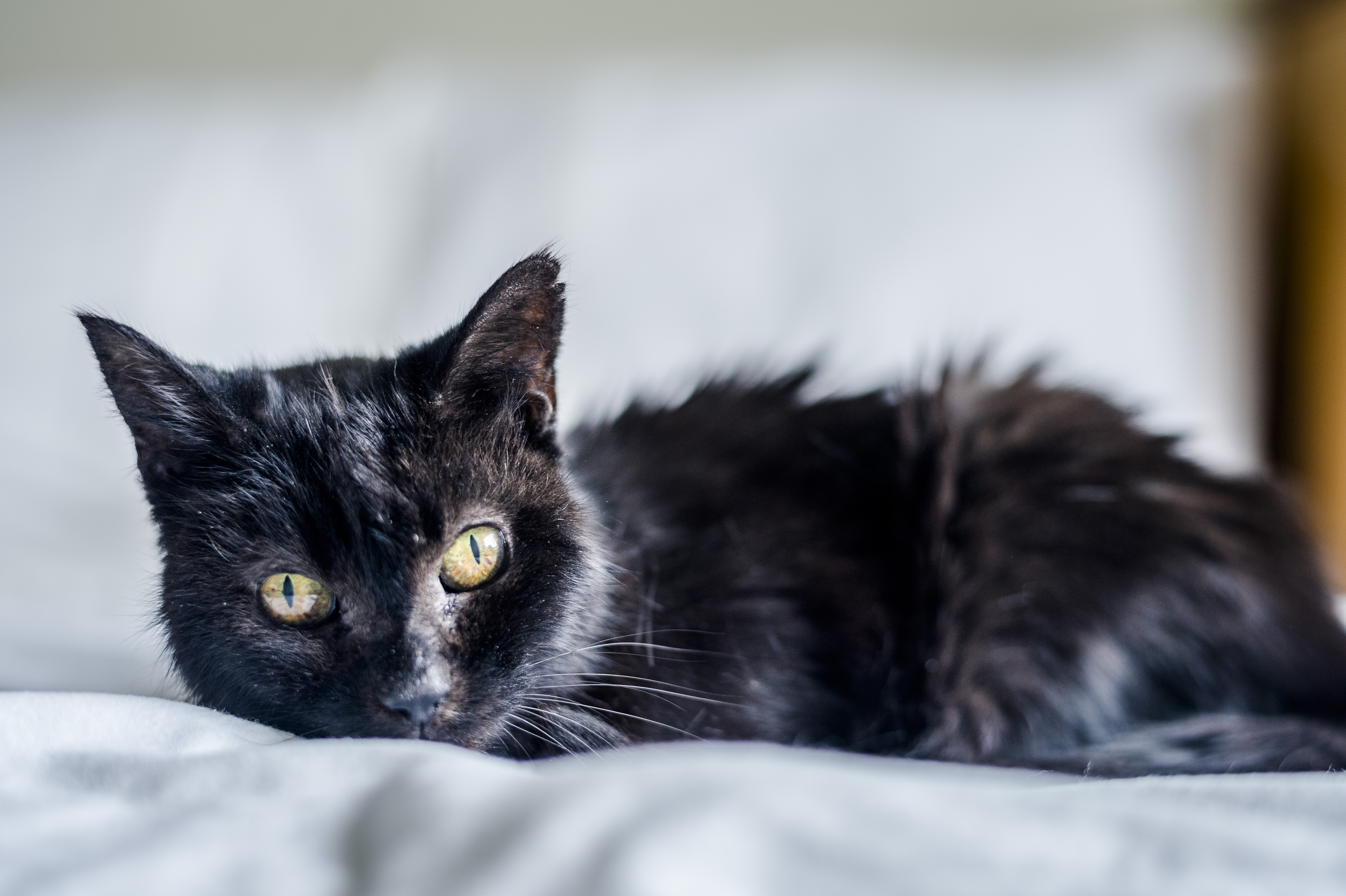 Older cat Charcoal enjoys snuggling up on her comfy bed