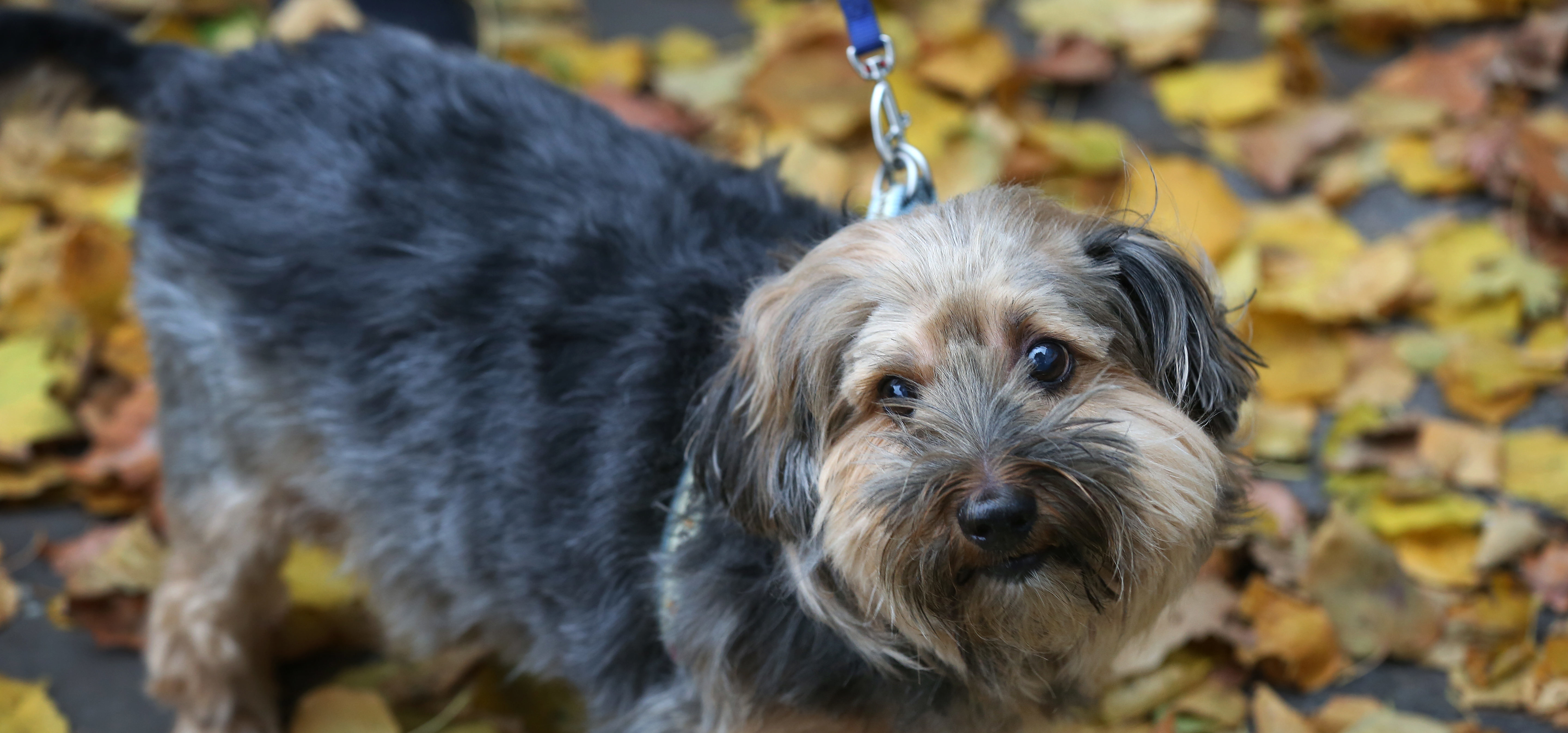 A scruffy crossbreed dog surrounded by yellow and red autumnal leaves looks at the camera