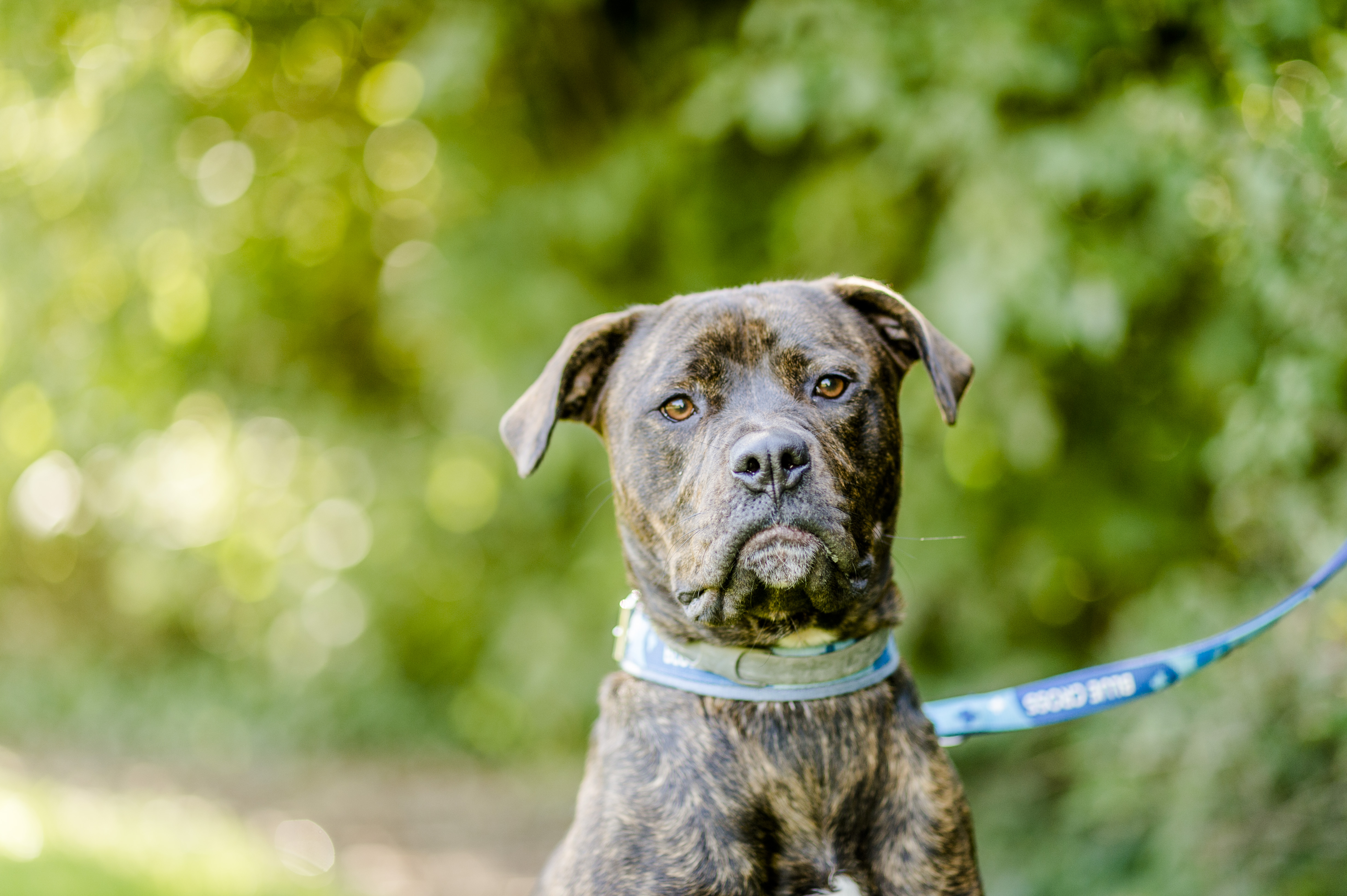 cushings - mastiff