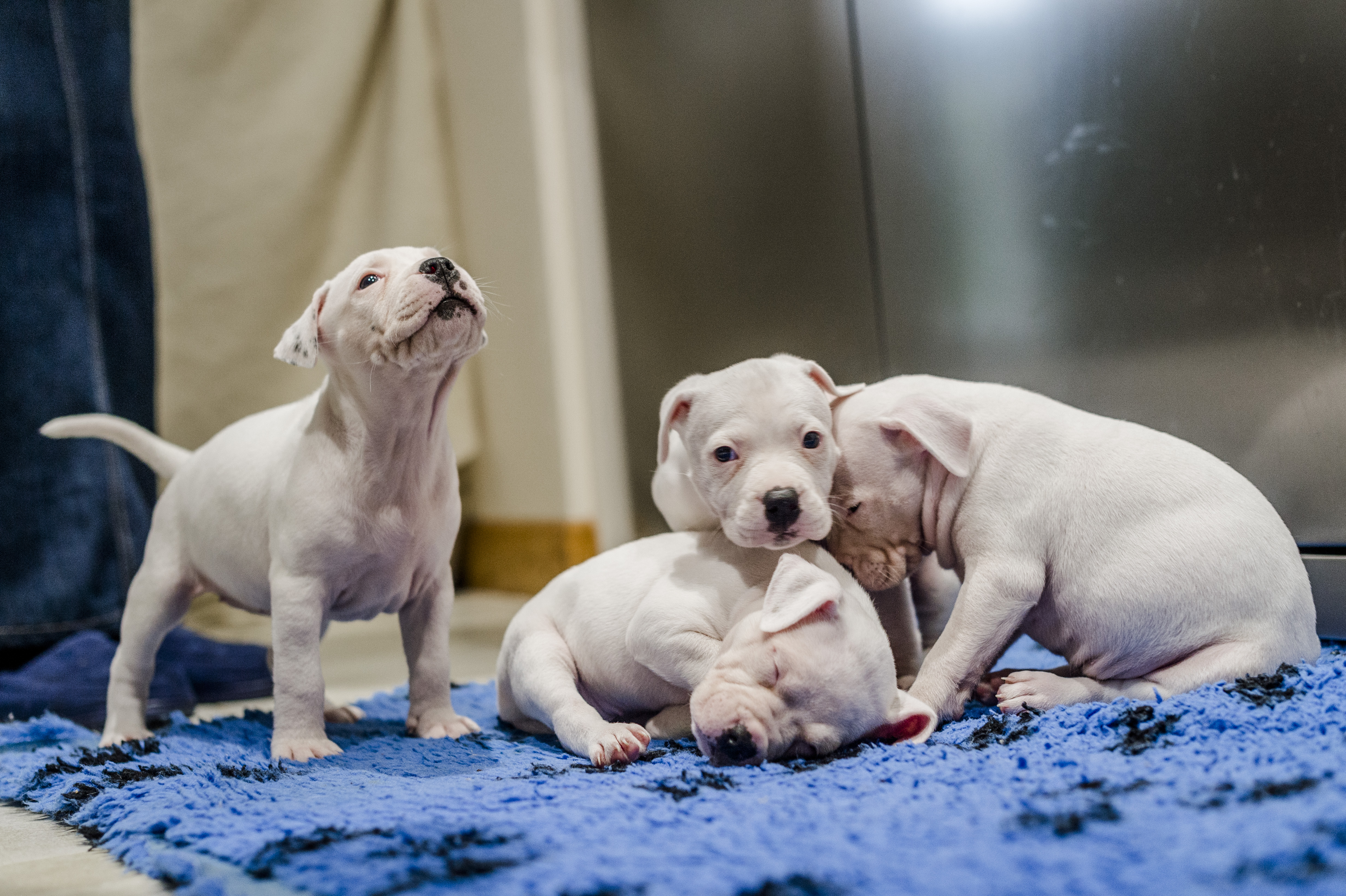 Photo of four deaf puppies