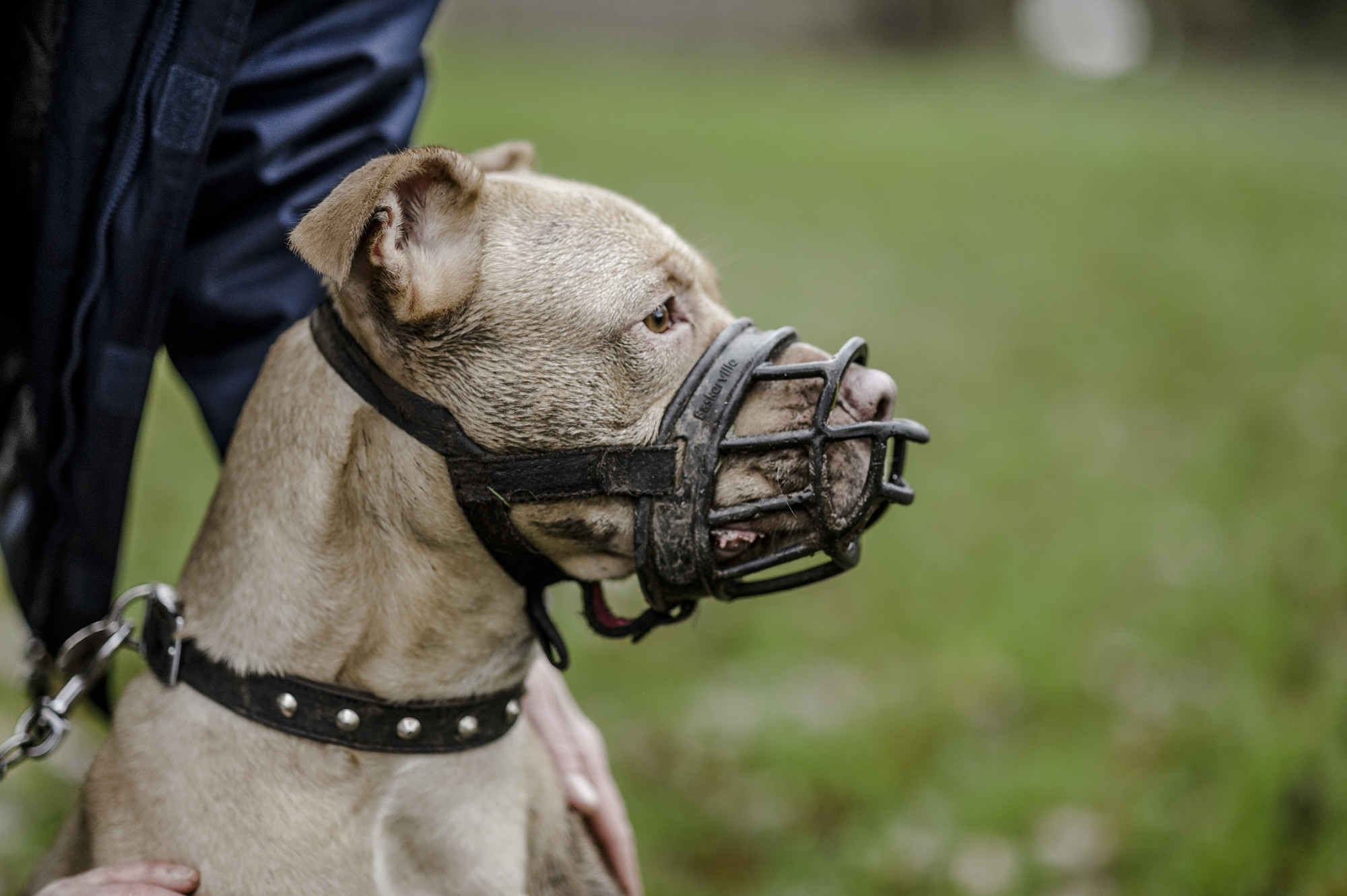 using a muzzle on a puppy