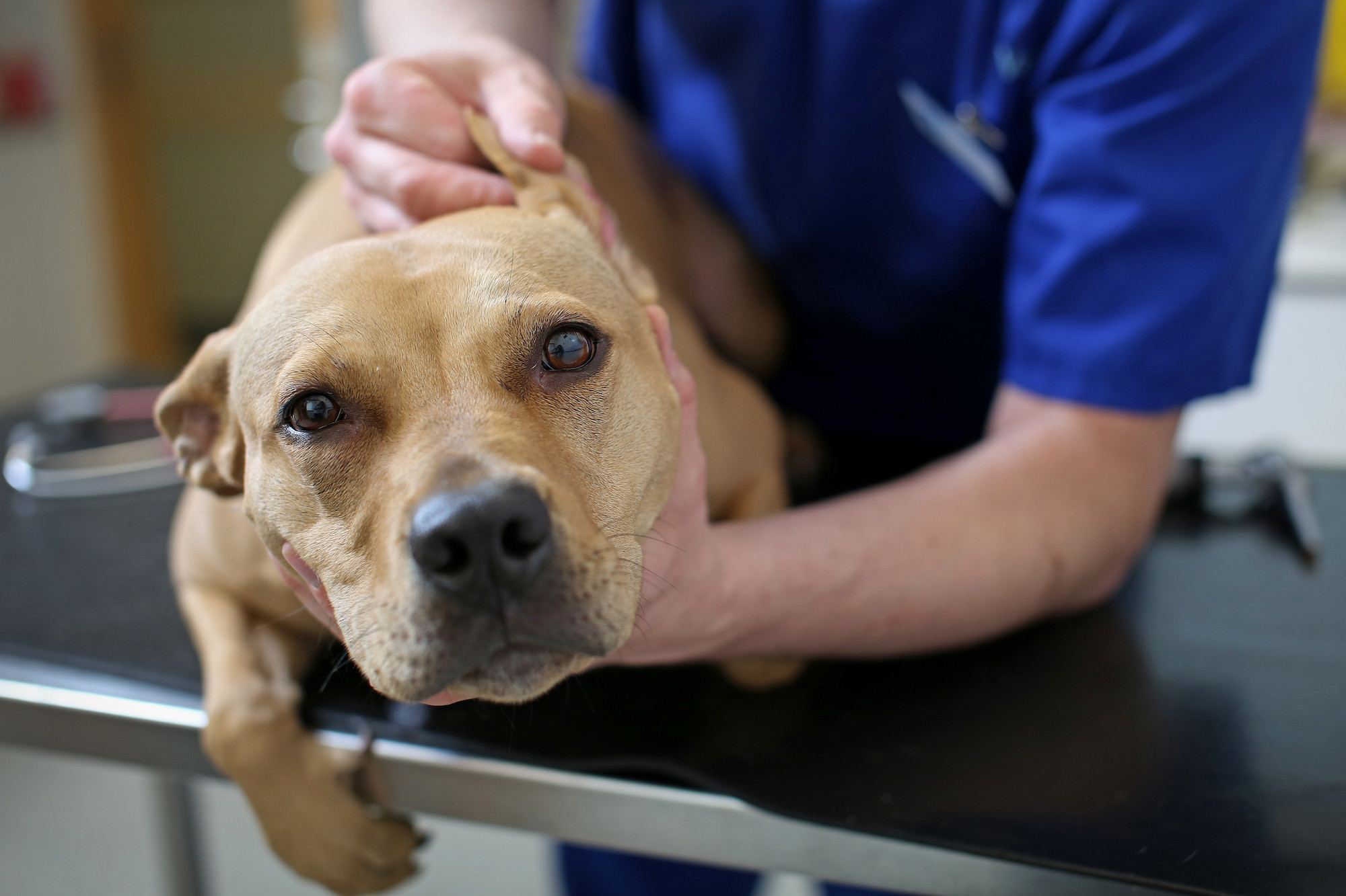 Vet looks at the inside of a dog's ears