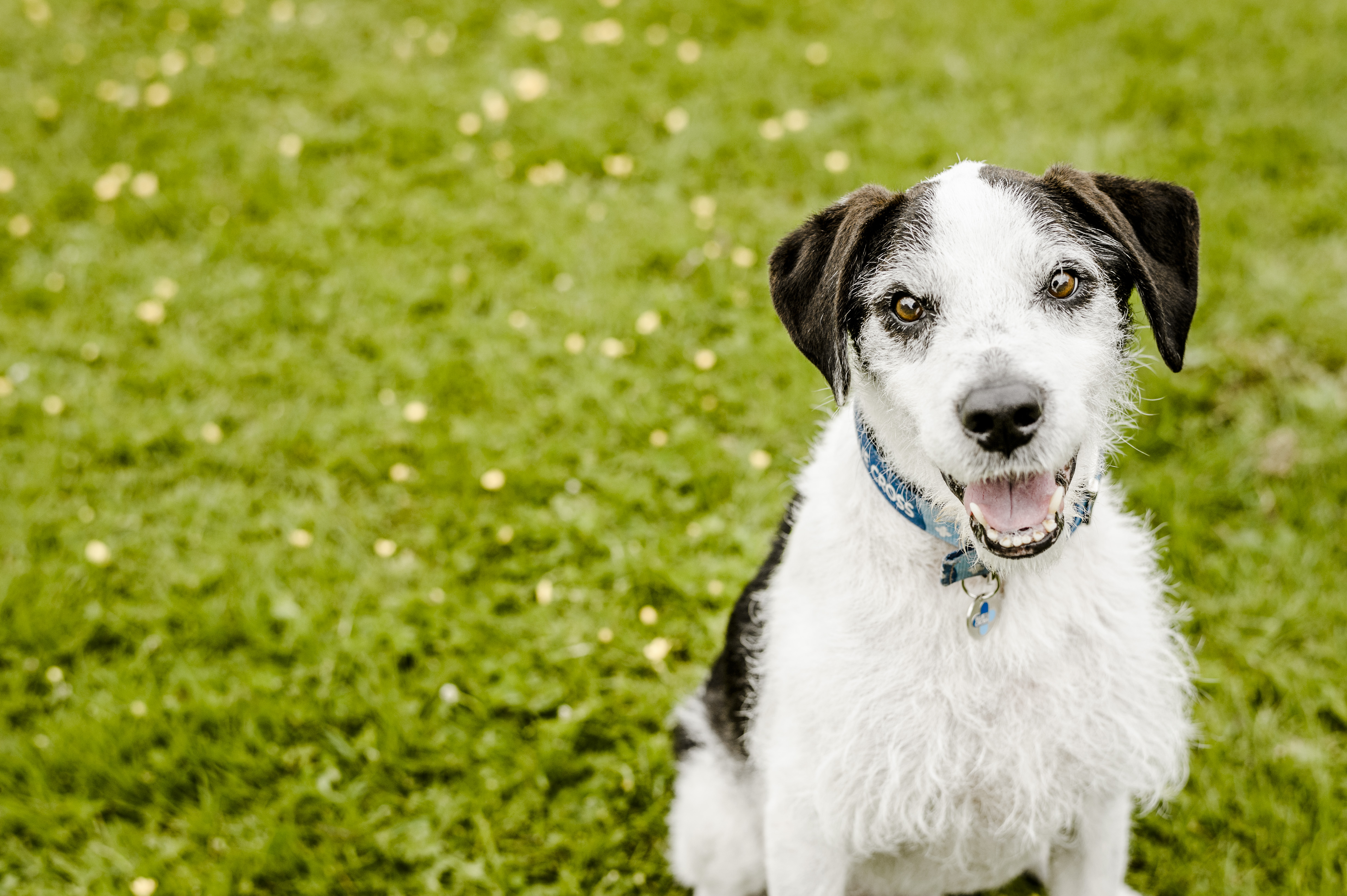 Black and white Jack Russell Terrier, Russell, smiles at the camera