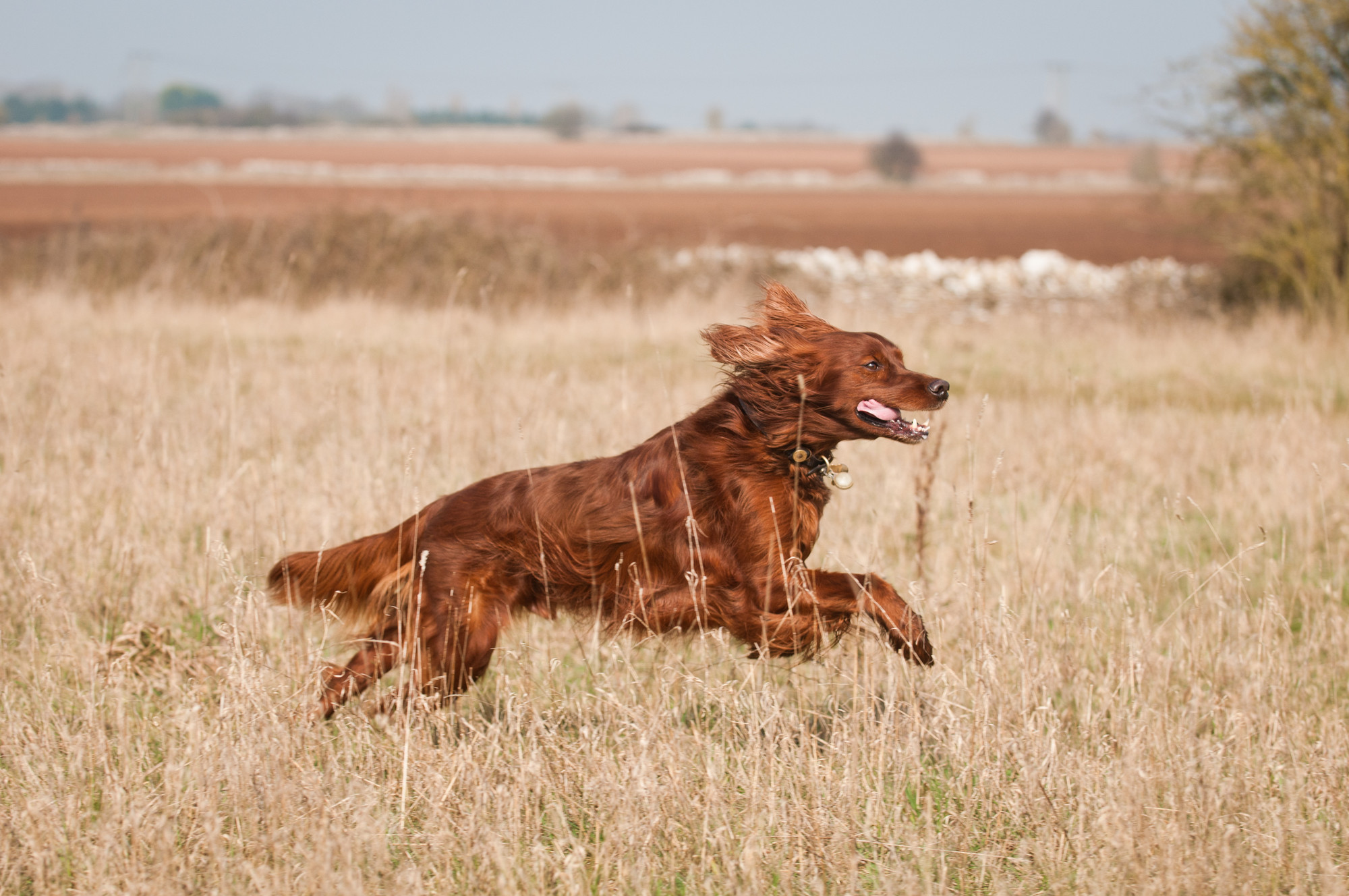 Dog for flea advice