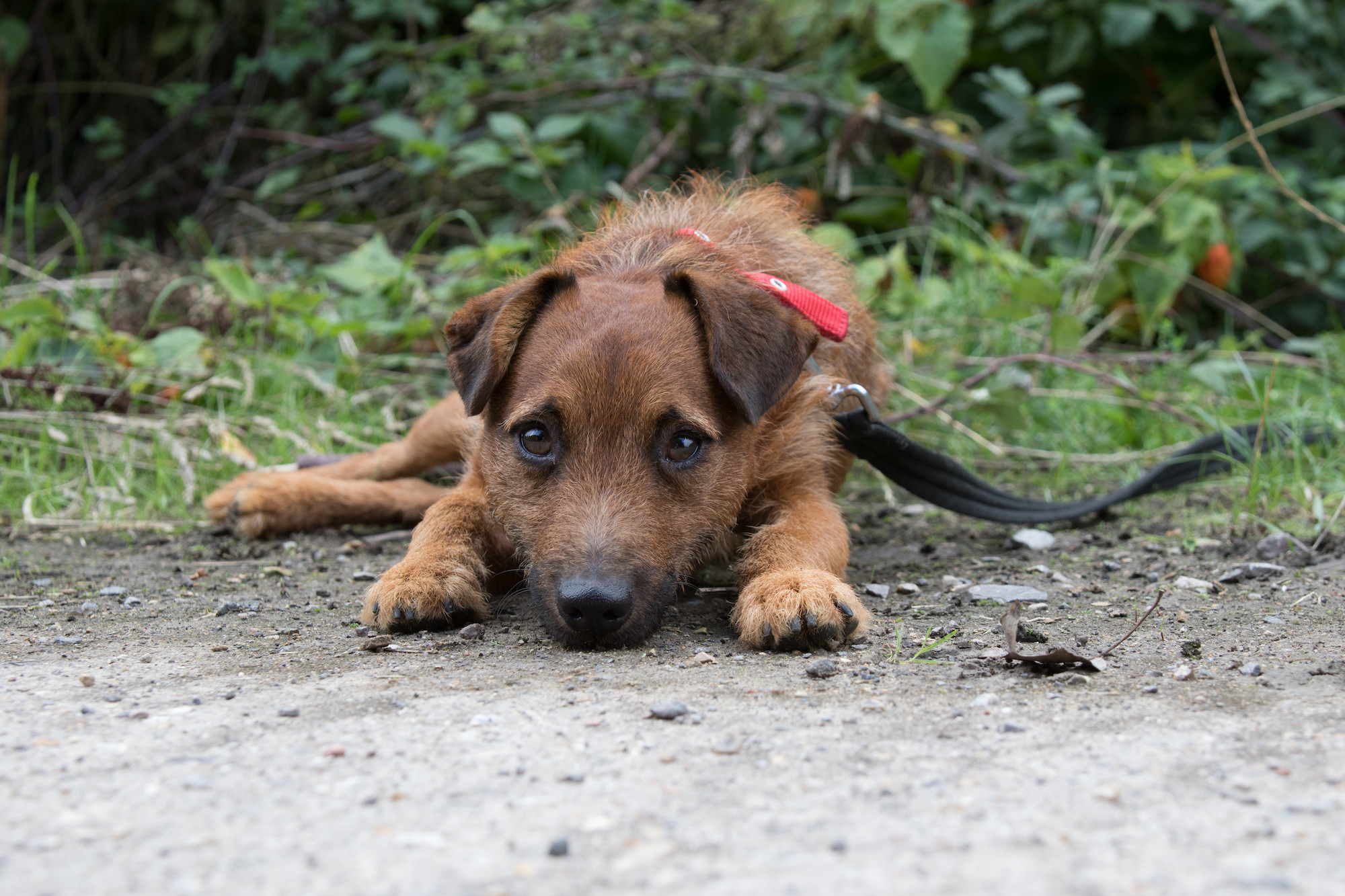 how long does it take for a dog to get rid of mange