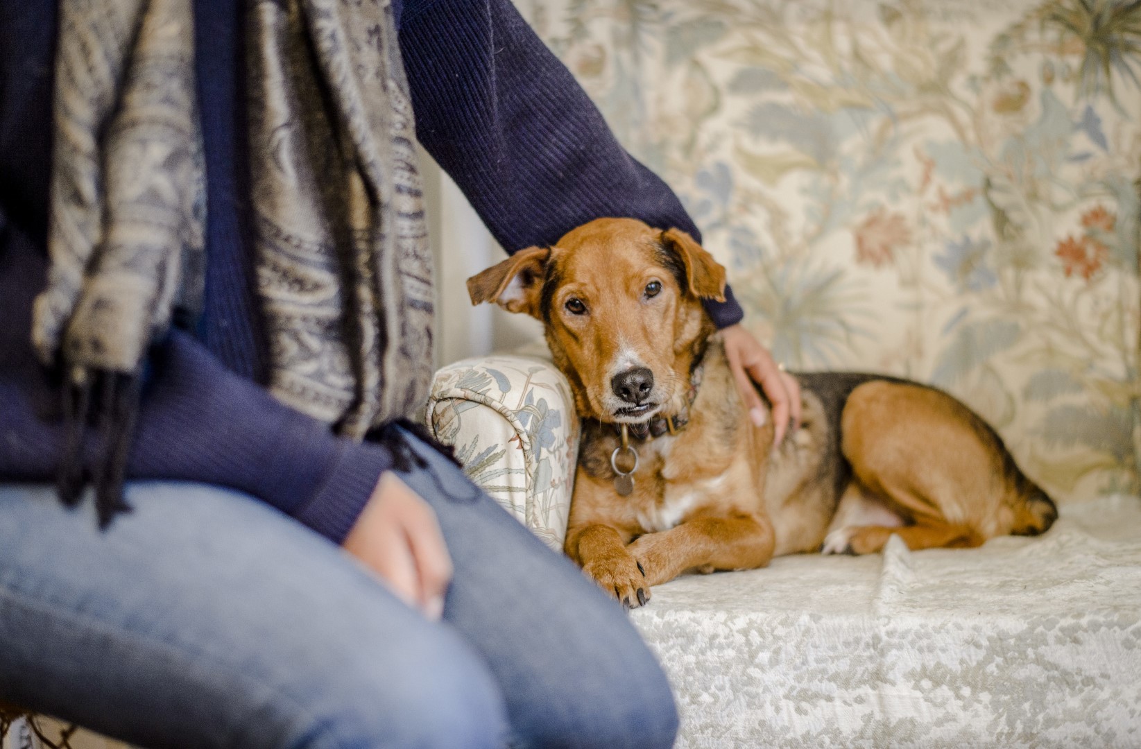 dog grief - person