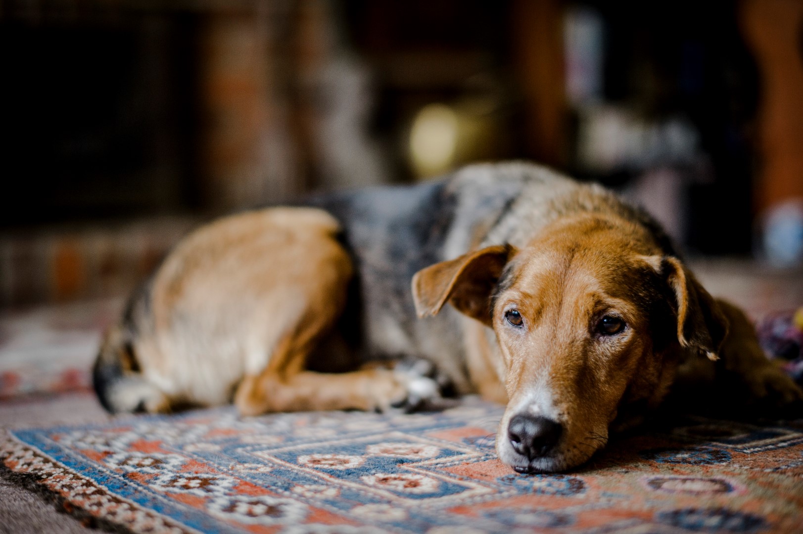 dog grief - top image